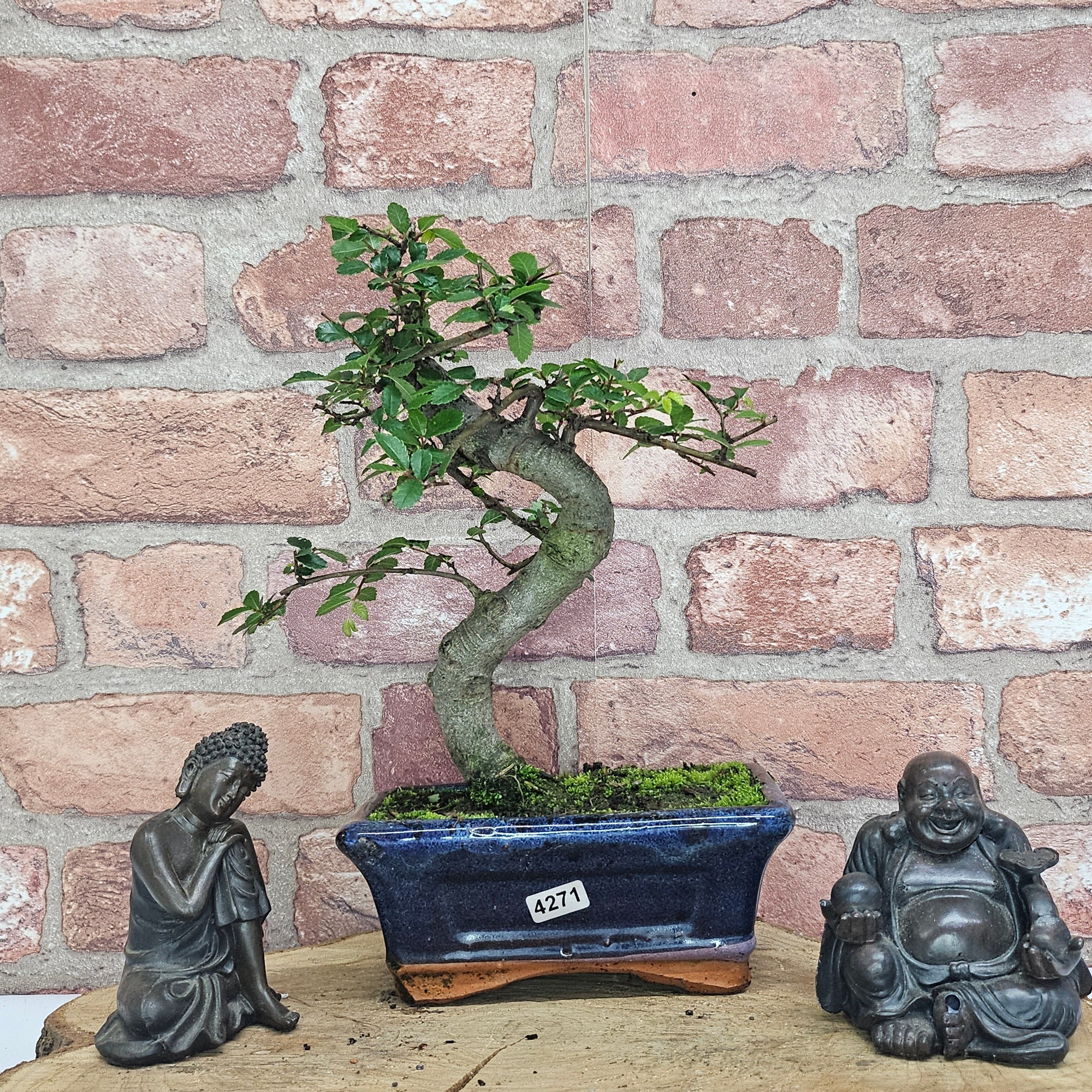 Chinese Elm (Ulmus Parvifolia) Bonsai Tree | Shaped | In 15cm Pot  | S251975