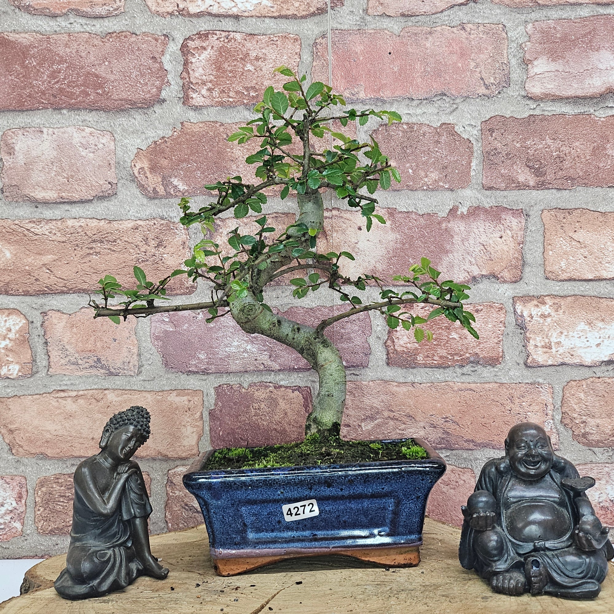 Chinese Elm (Ulmus Parvifolia) Bonsai Tree | Shaped | In 15cm Pot  | S251975