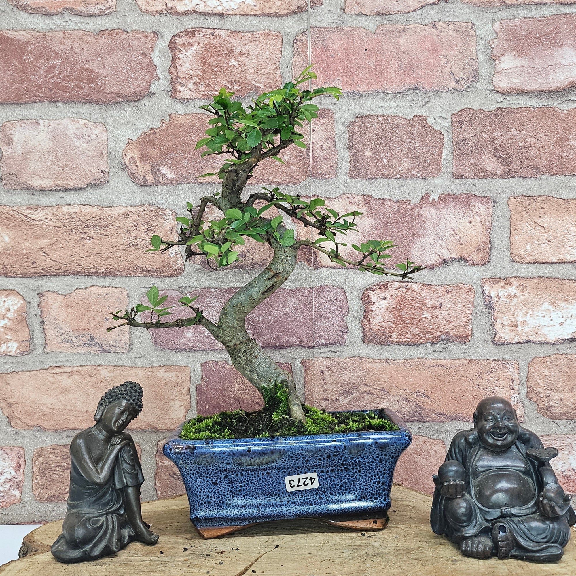 Chinese Elm (Ulmus Parvifolia) Bonsai Tree | Shaped | In 15cm Pot  | S251975