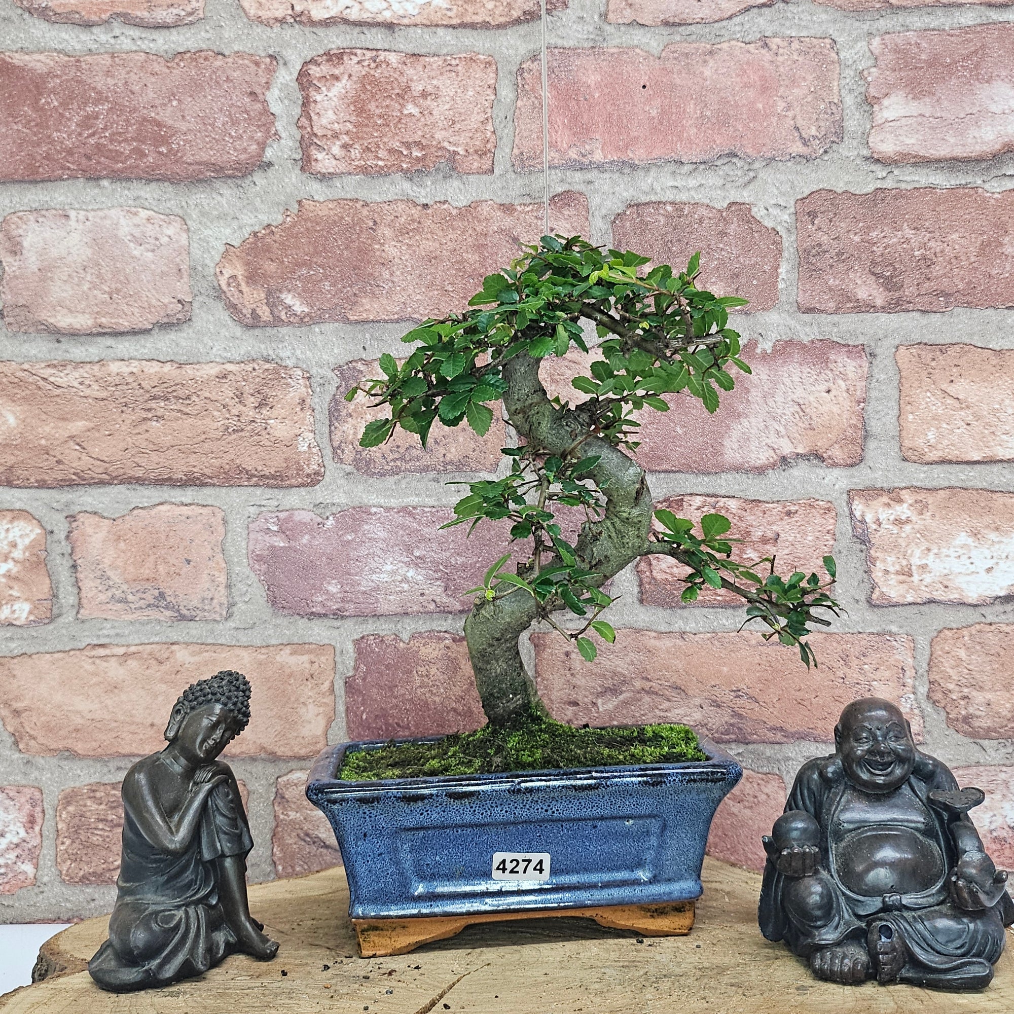 Chinese Elm (Ulmus Parvifolia) Bonsai Tree | Shaped | In 15cm Pot  | S251975