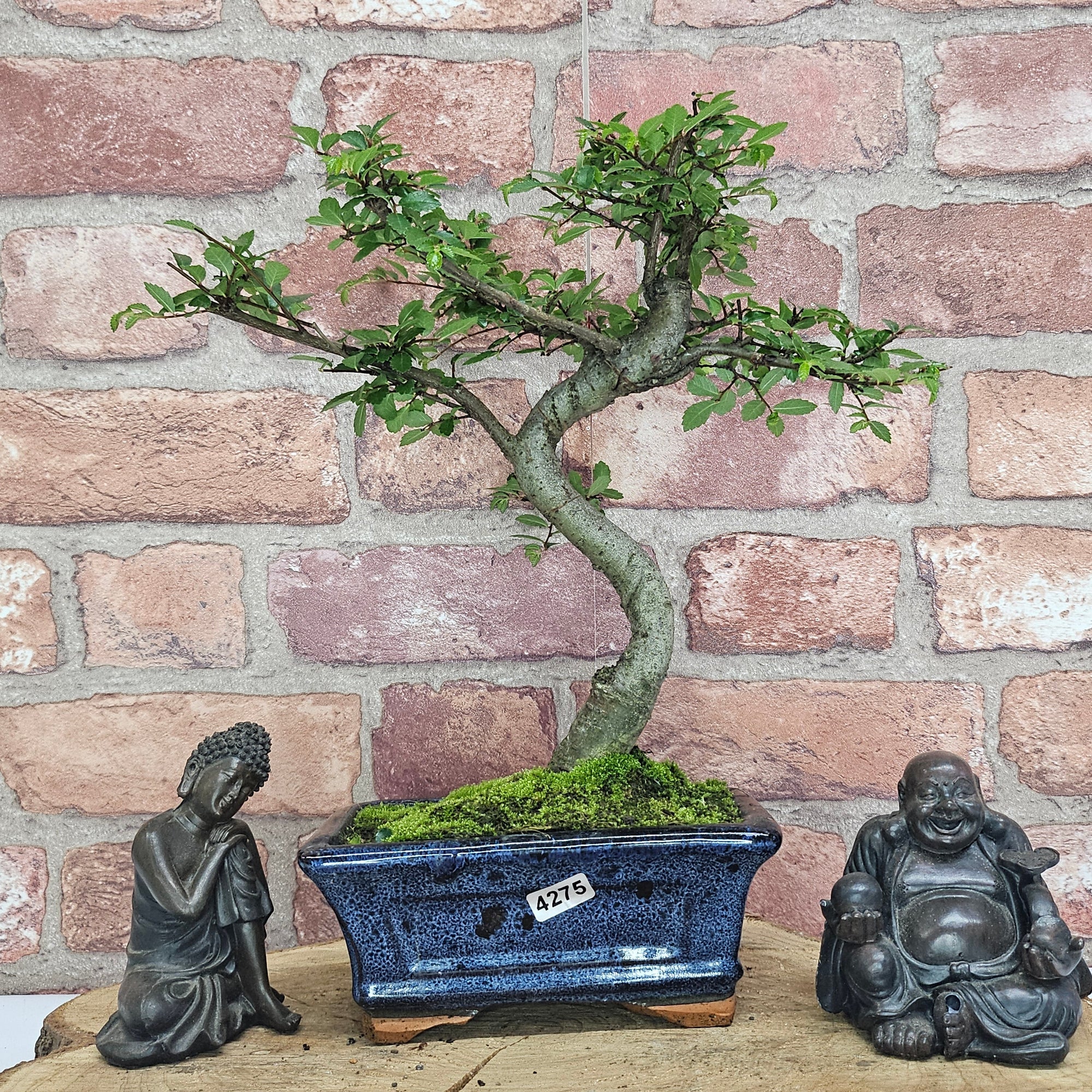 Chinese Elm (Ulmus Parvifolia) Bonsai Tree | Shaped | In 15cm Pot  | S251975
