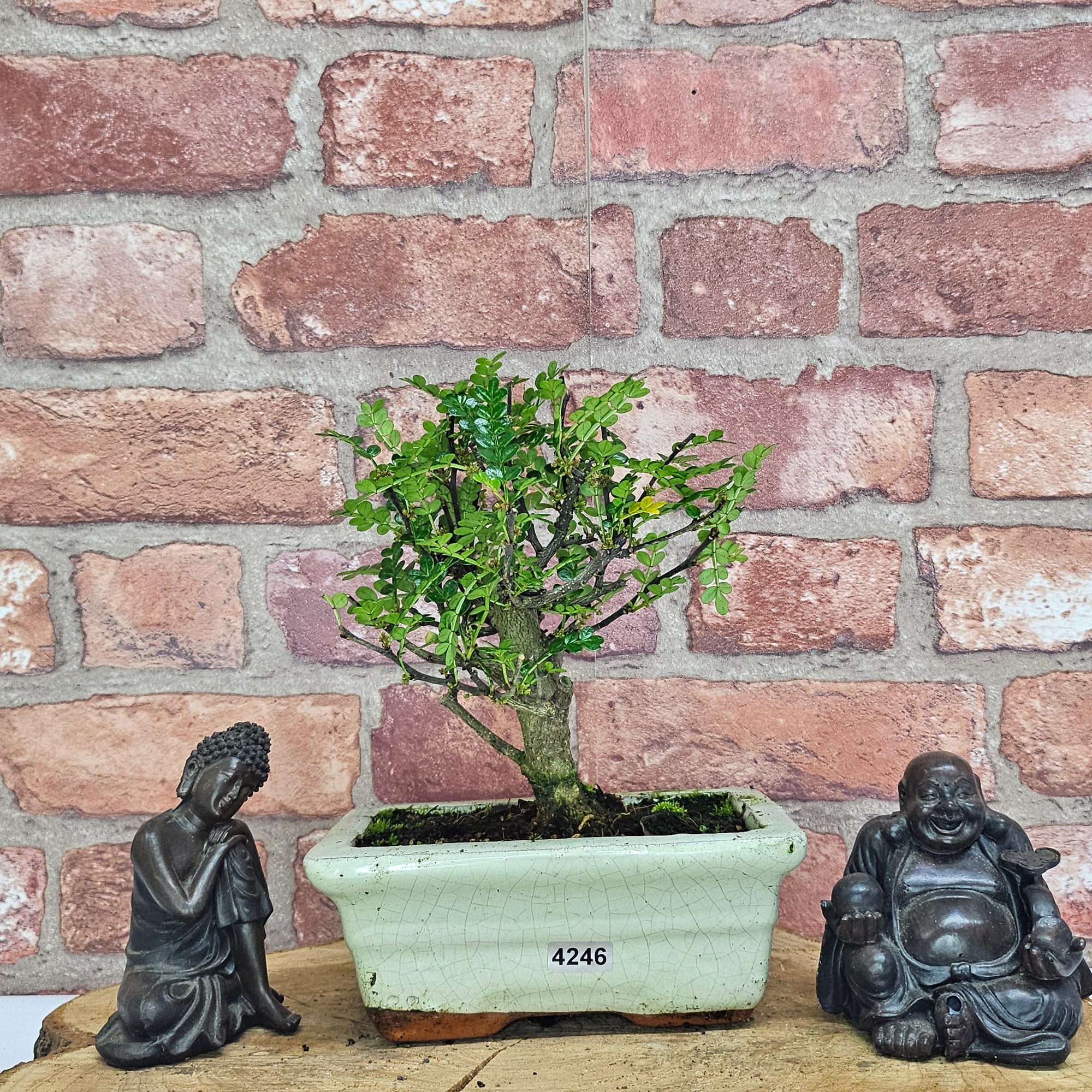 Chinese Pepper (Zanthoxylum Pipertum) Bonsai Tree | Broom | In 15cm Pot  | S251959
