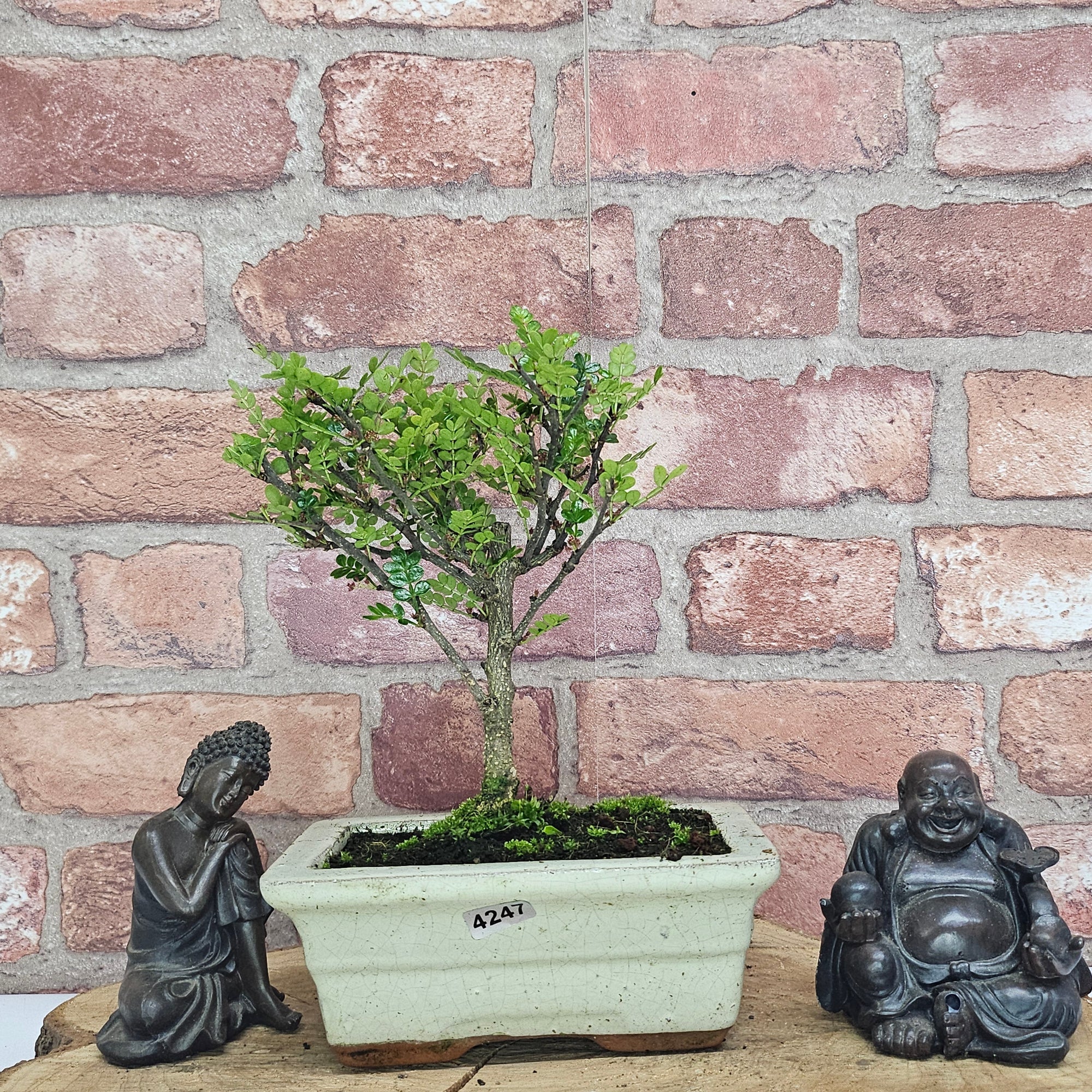 Chinese Pepper (Zanthoxylum Pipertum) Bonsai Tree | Broom | In 15cm Pot  | S251959