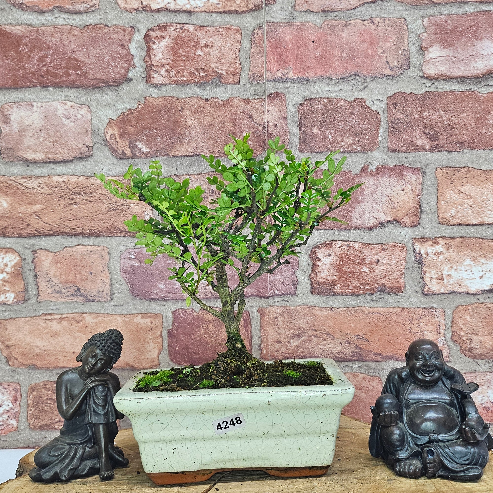 Chinese Pepper (Zanthoxylum Pipertum) Bonsai Tree | Broom | In 15cm Pot  | S251959