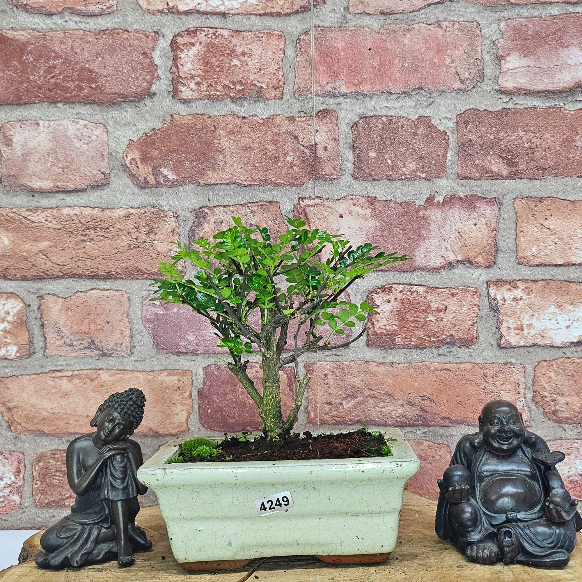 Chinese Pepper (Zanthoxylum Pipertum) Bonsai Tree | Broom | In 15cm Pot  | S251959