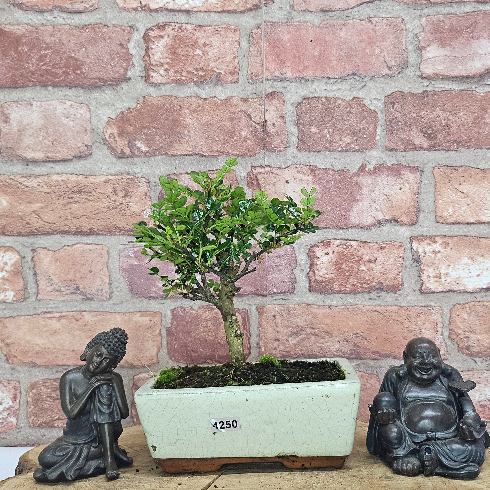 Chinese Pepper (Zanthoxylum Pipertum) Bonsai Tree | Broom | In 15cm Pot  | S251959