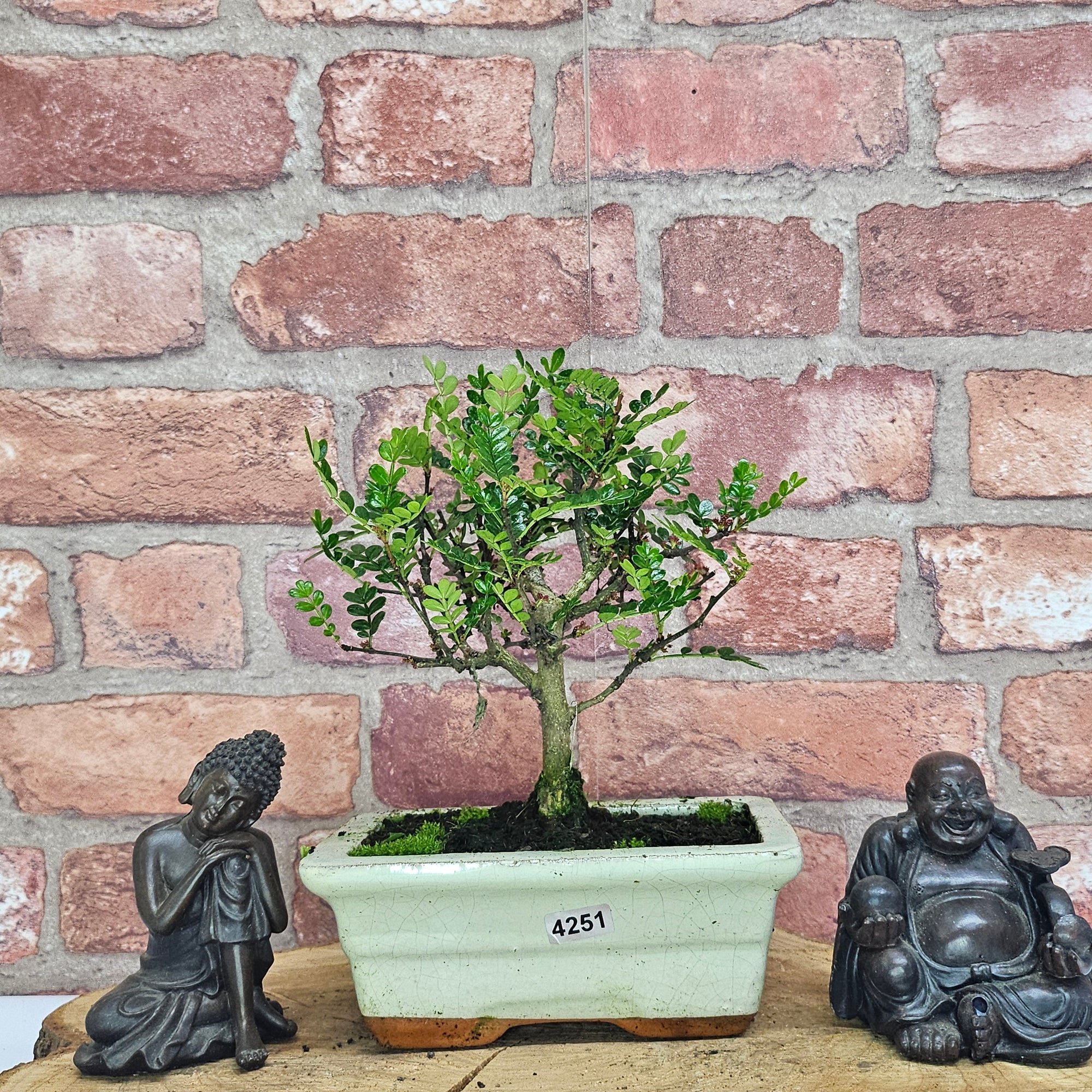 Chinese Pepper (Zanthoxylum Pipertum) Bonsai Tree | Broom | In 15cm Pot  | S251959
