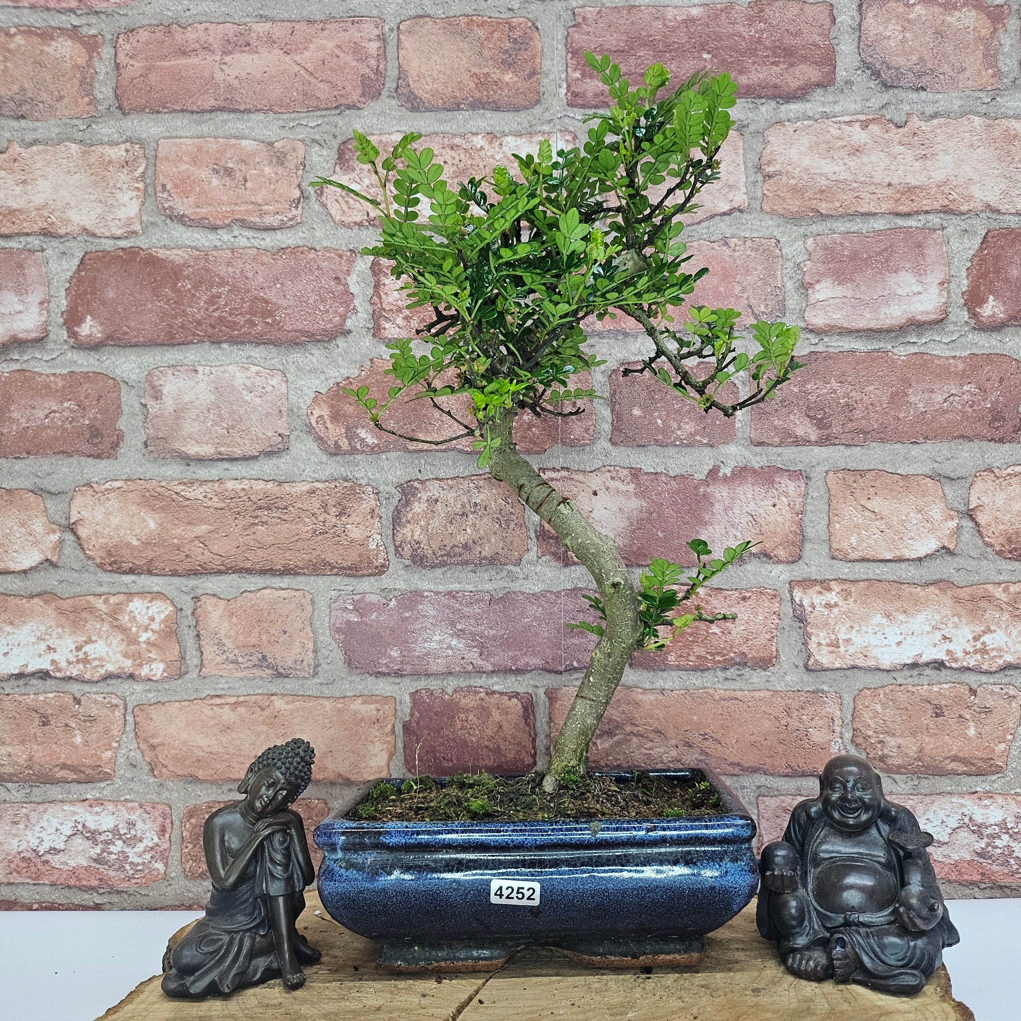 Chinese Pepper (Zanthoxylum Pipertum) Bonsai Tree | Shaped | In 20cm Pot   | S251967