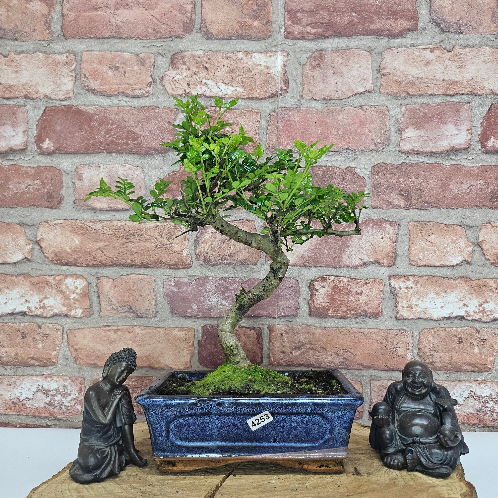 Chinese Pepper (Zanthoxylum Pipertum) Bonsai Tree | Shaped | In 20cm Pot   | S251967