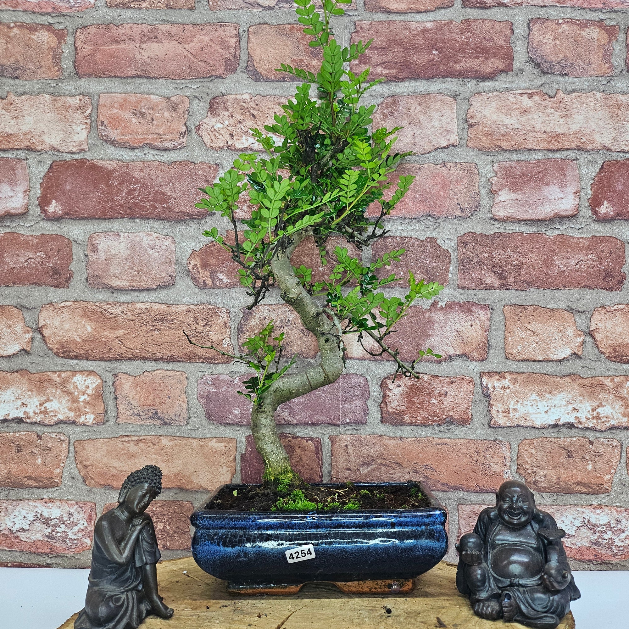 Chinese Pepper (Zanthoxylum Pipertum) Bonsai Tree | Shaped | In 20cm Pot   | S251967