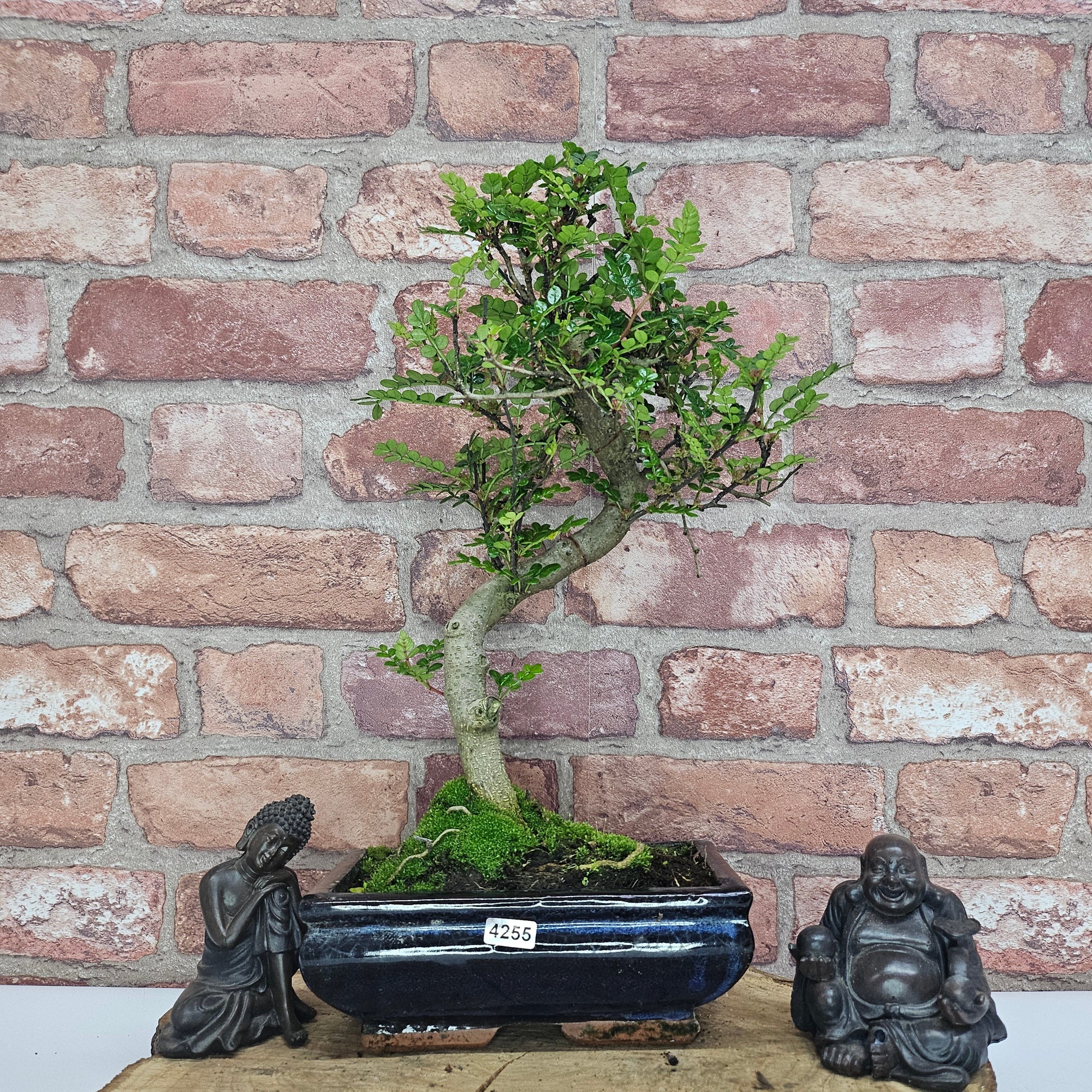Chinese Pepper (Zanthoxylum Pipertum) Bonsai Tree | Shaped | In 20cm Pot   | S251967