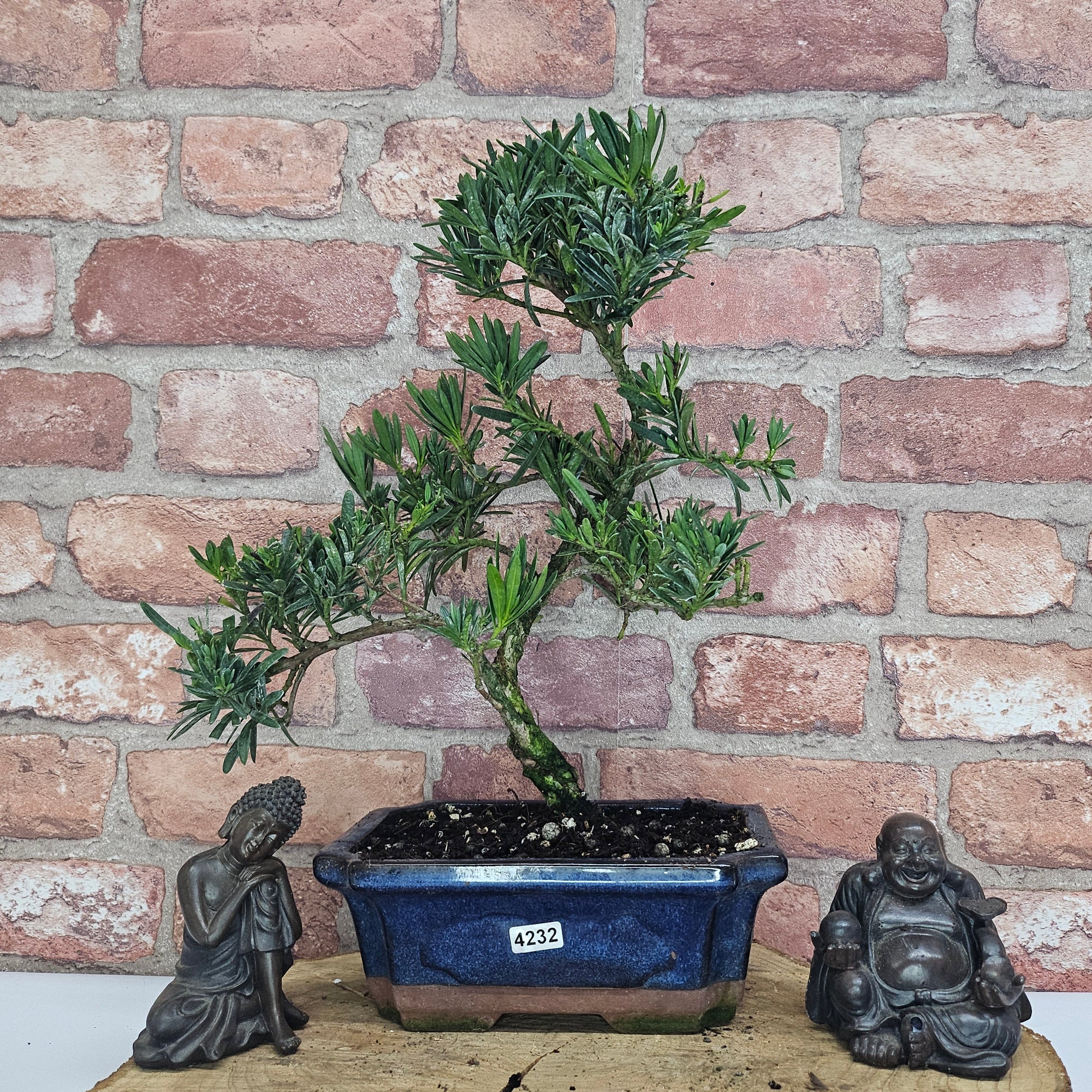 Buddhist Pine (Podocarpus Micro) Bonsai Tree | Shaped | In 20cm Pot  S25883