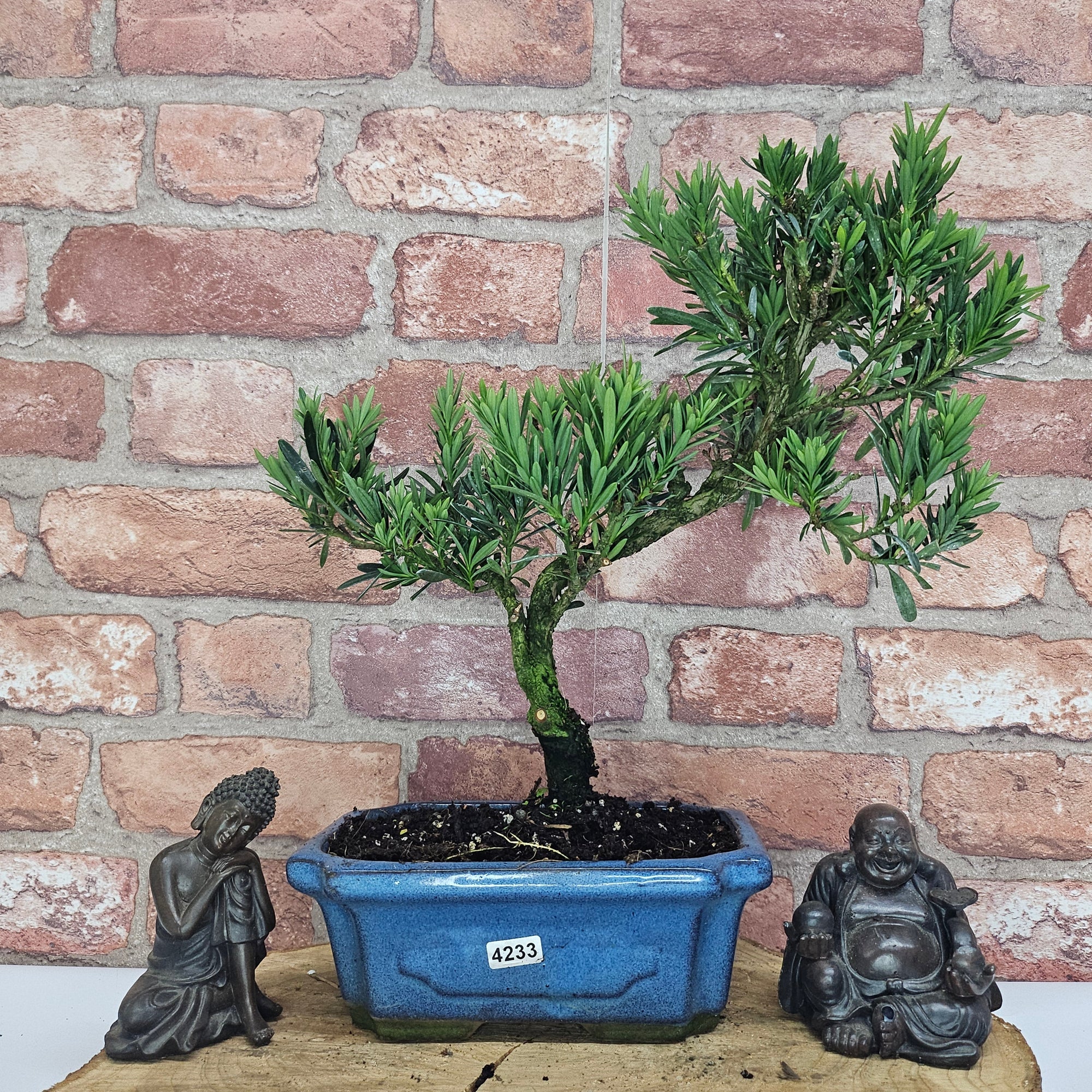 Buddhist Pine (Podocarpus Micro) Bonsai Tree | Shaped | In 20cm Pot  S25883