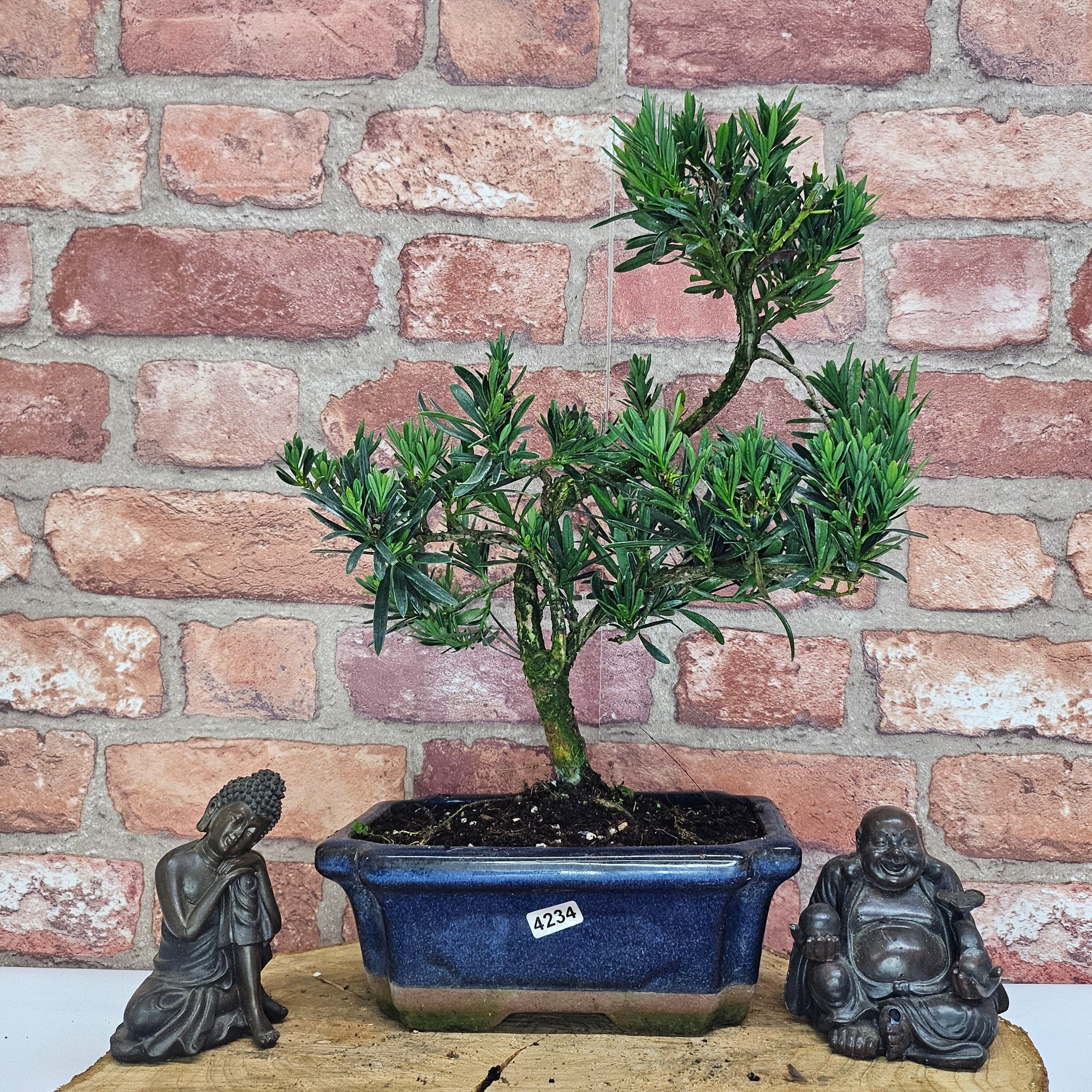 Buddhist Pine (Podocarpus Micro) Bonsai Tree | Shaped | In 20cm Pot  S25883