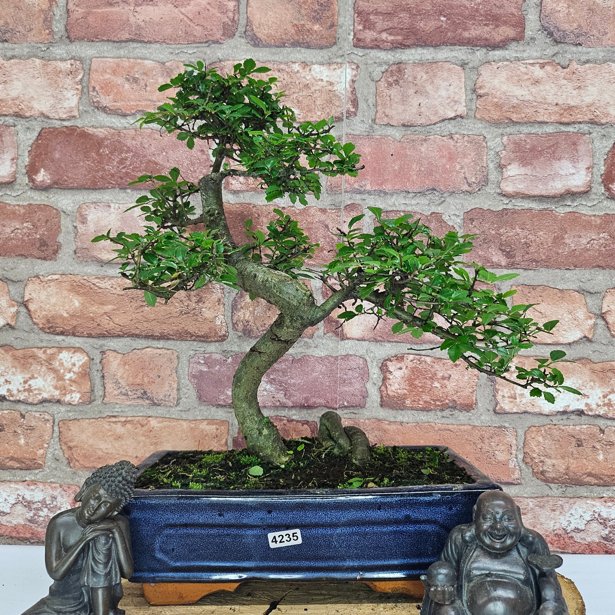 Chinese Elm (Ulmus Parvifolia) Bonsai Tree | Shaped | In 25cm Pot  | S251971