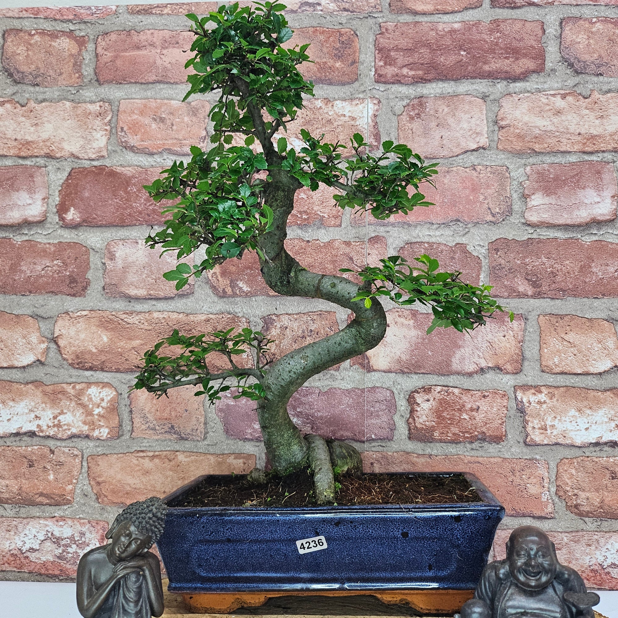 Chinese Elm (Ulmus Parvifolia) Bonsai Tree | Shaped | In 25cm Pot  | S251971