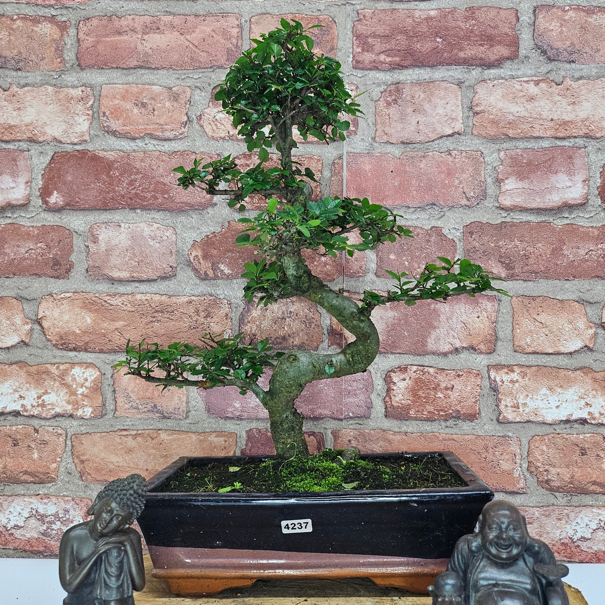Chinese Elm (Ulmus Parvifolia) Bonsai Tree | Shaped | In 25cm Pot  | S251971