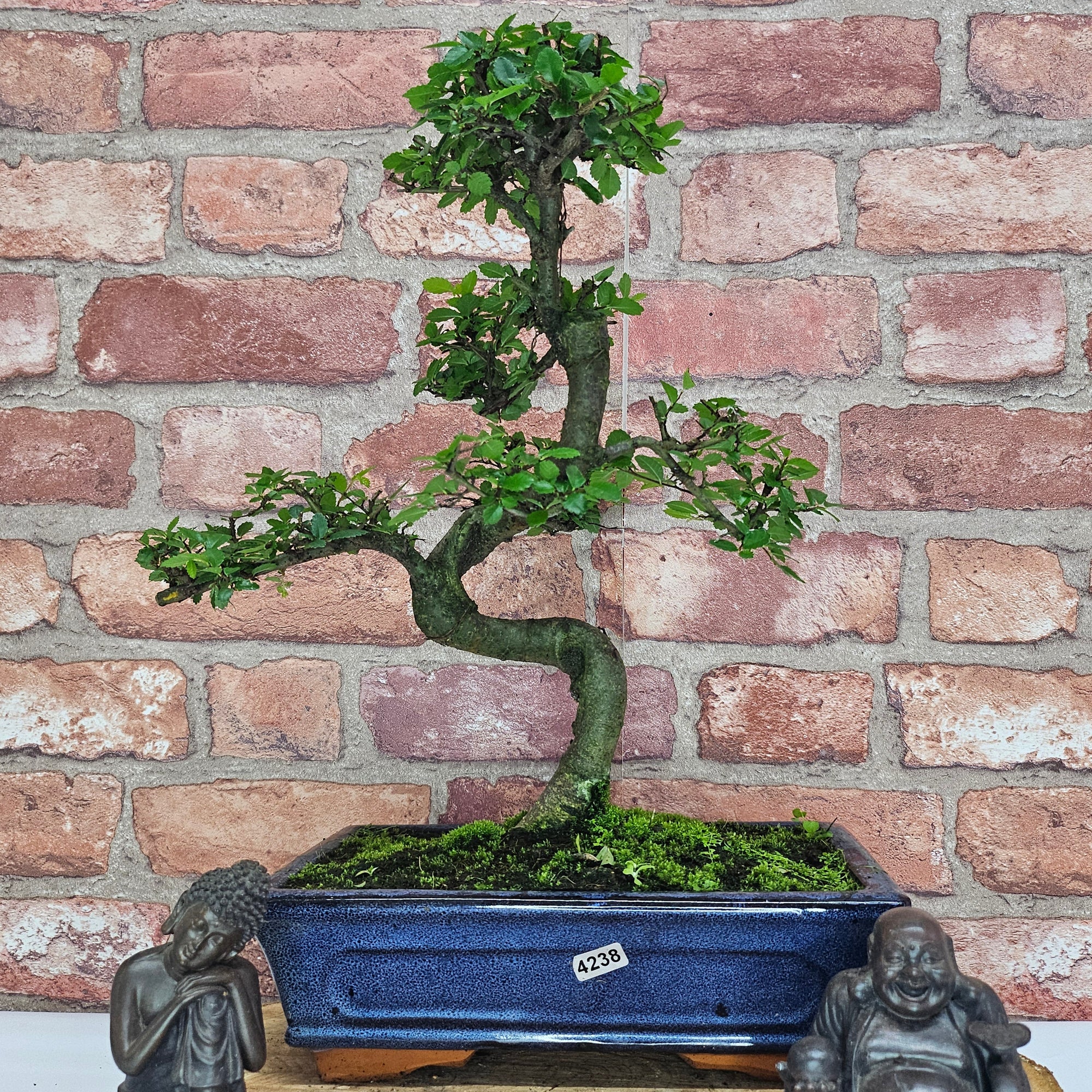 Chinese Elm (Ulmus Parvifolia) Bonsai Tree | Shaped | In 25cm Pot  | S251971