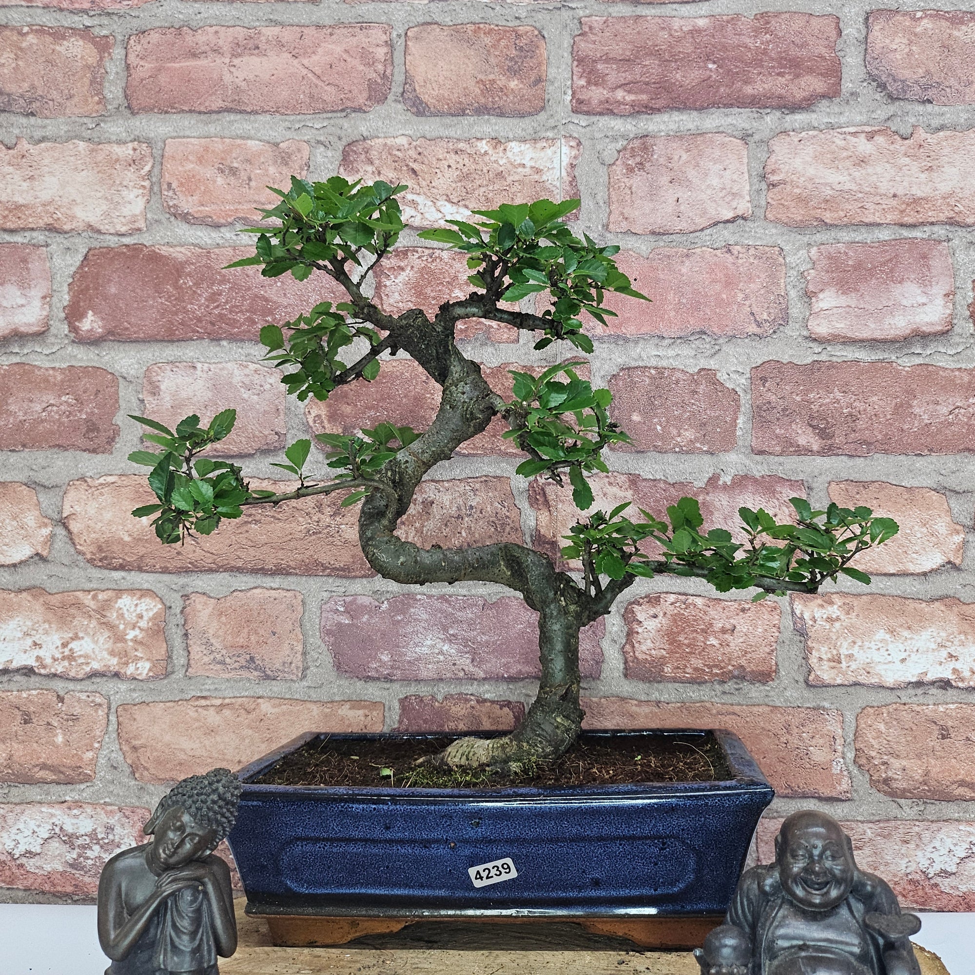 Chinese Elm (Ulmus Parvifolia) Bonsai Tree | Shaped | In 25cm Pot  | S251971