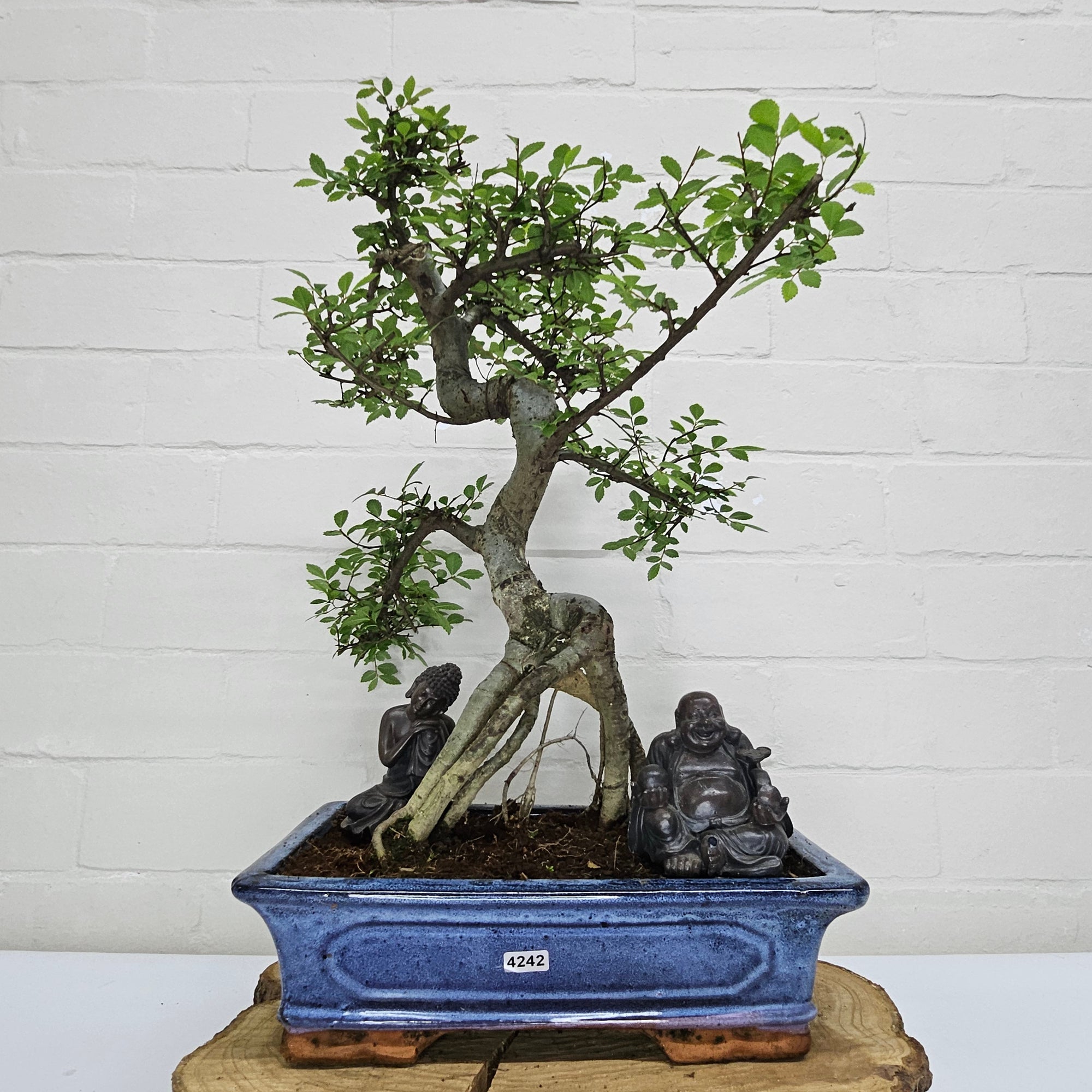 Chinese Elm (Ulmus Parvifolia) Bonsai Tree | Shaped | In 30cm Pot  | S251972
