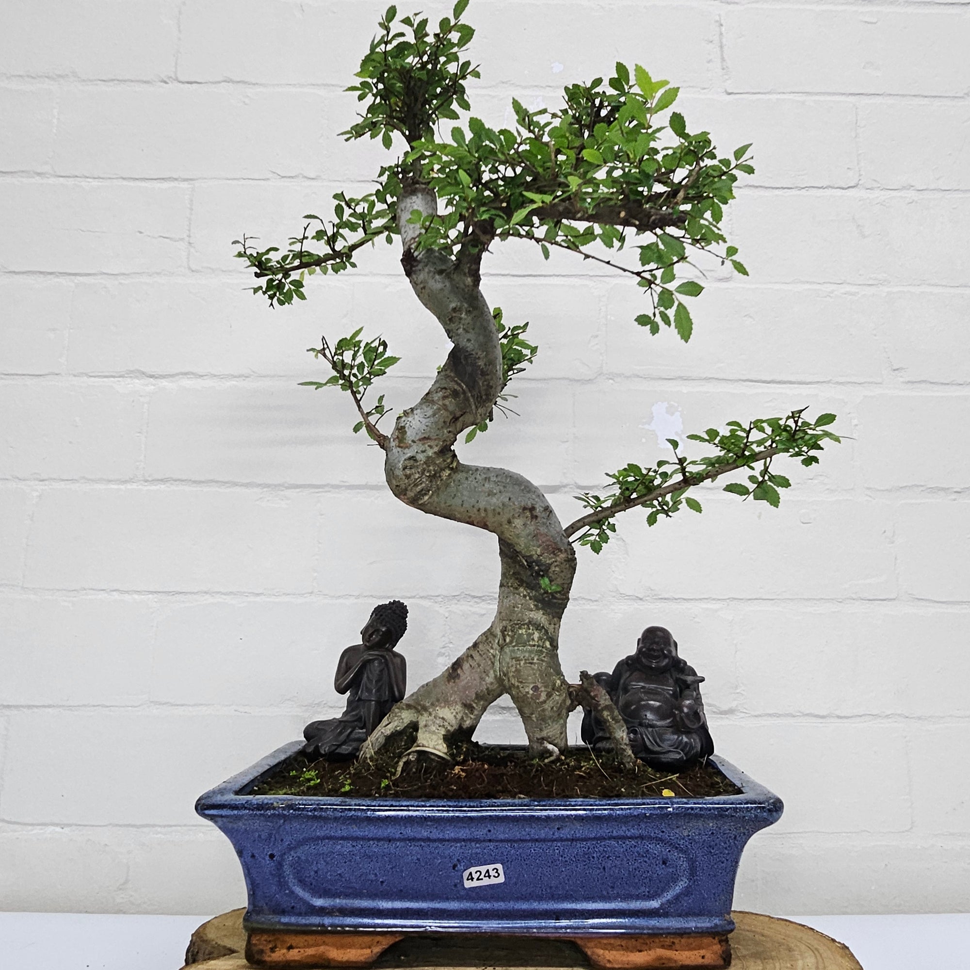 Chinese Elm (Ulmus Parvifolia) Bonsai Tree | Shaped | In 30cm Pot  | S251972