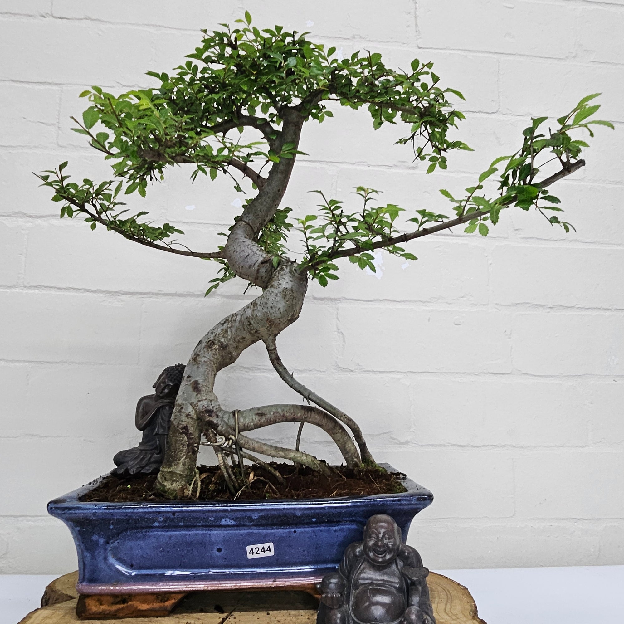 Chinese Elm (Ulmus Parvifolia) Bonsai Tree | Shaped | In 30cm Pot  | S251972