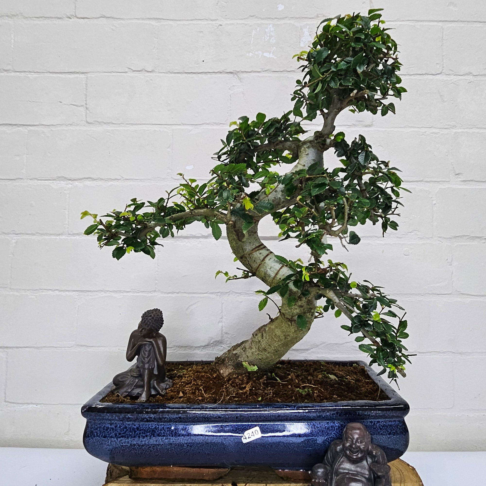 Large Chinese Elm (Ulmus Parvifolia) Bonsai Tree | Shaped | In 35cm Pot  | S251961