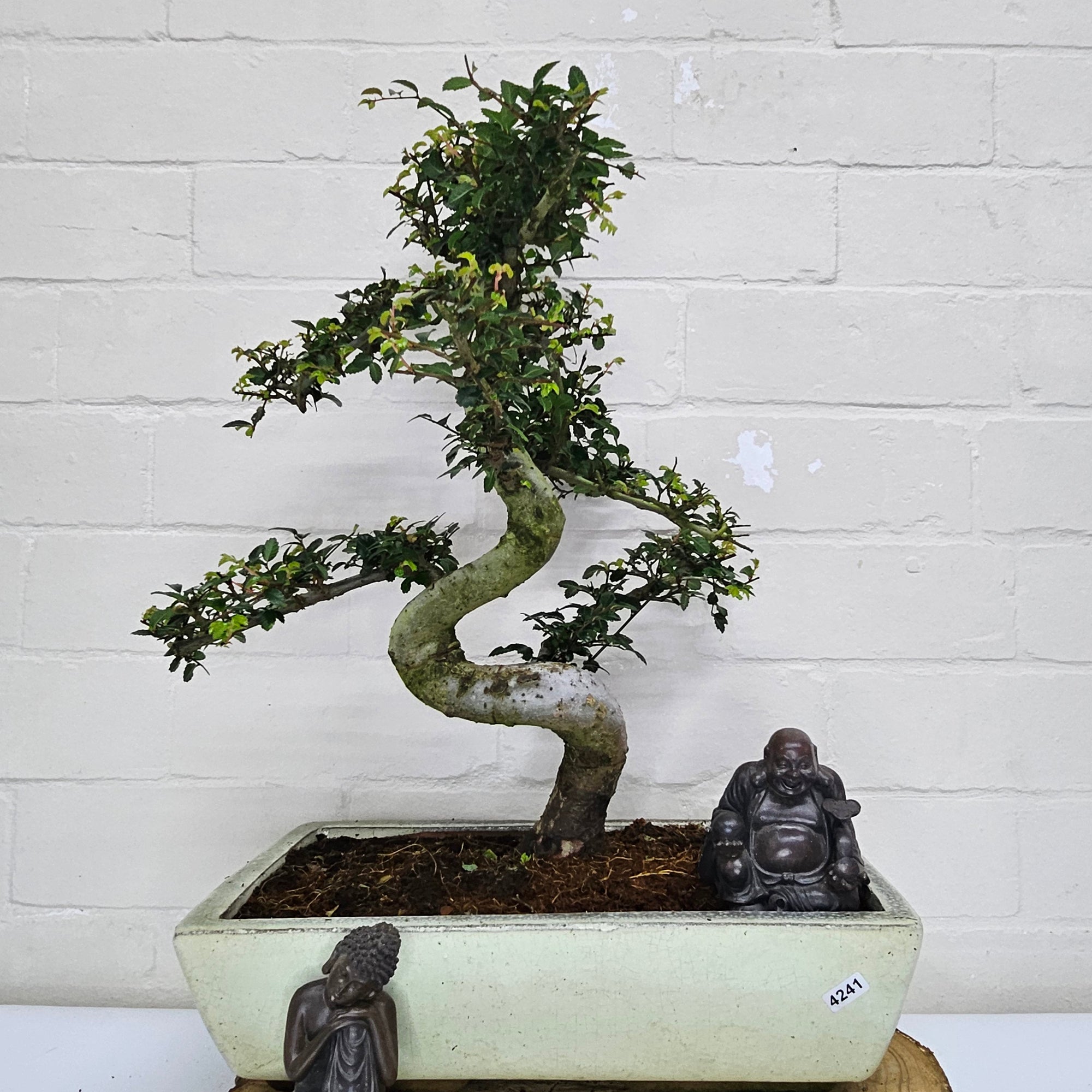 Large Chinese Elm (Ulmus Parvifolia) Bonsai Tree | Shaped | In 35cm Pot  | S251961