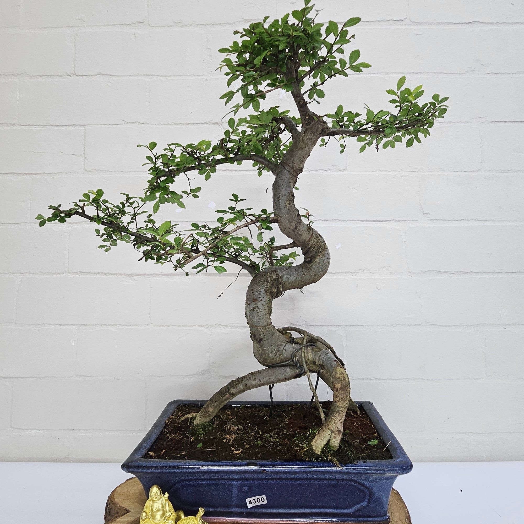 Chinese Elm (Ulmus Parvifolia) Bonsai Tree | Shaped | In 30cm Pot  | S251972