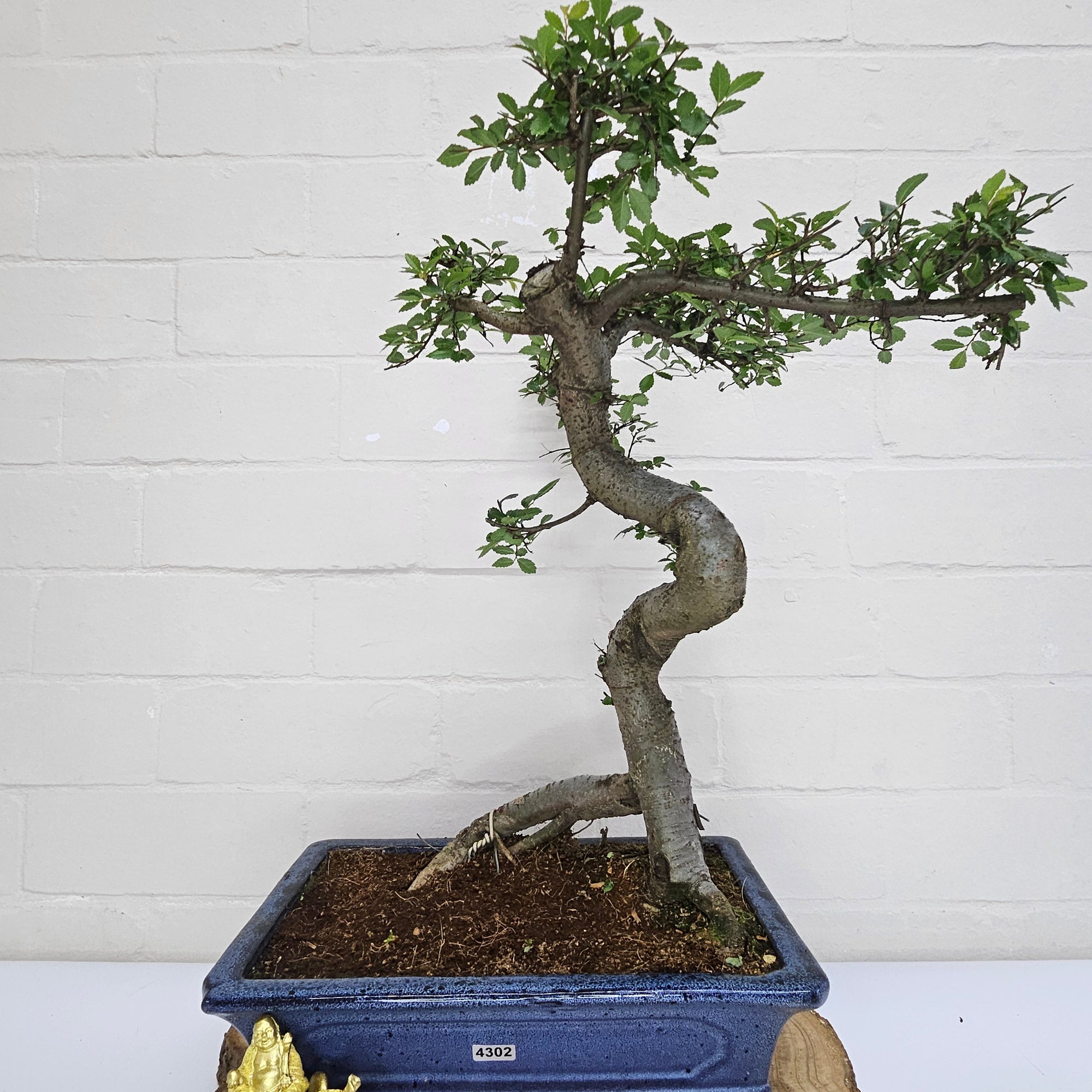 Chinese Elm (Ulmus Parvifolia) Bonsai Tree | Shaped | In 30cm Pot  | S251972