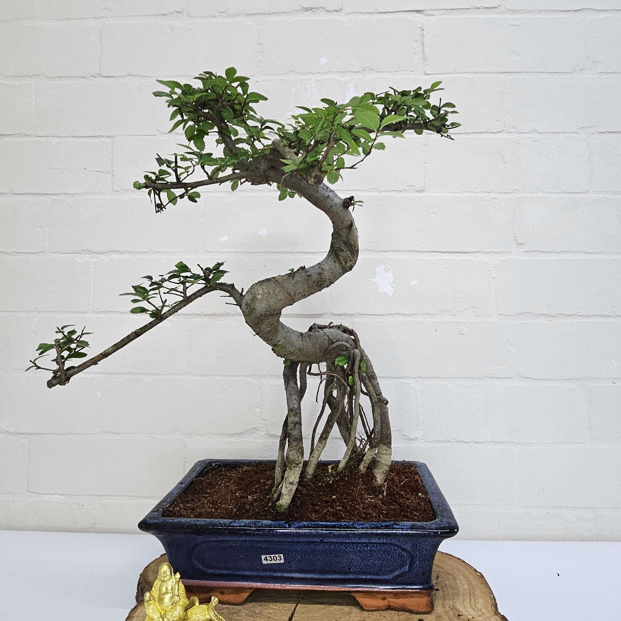 Chinese Elm (Ulmus Parvifolia) Bonsai Tree | Shaped | In 30cm Pot  | S251972