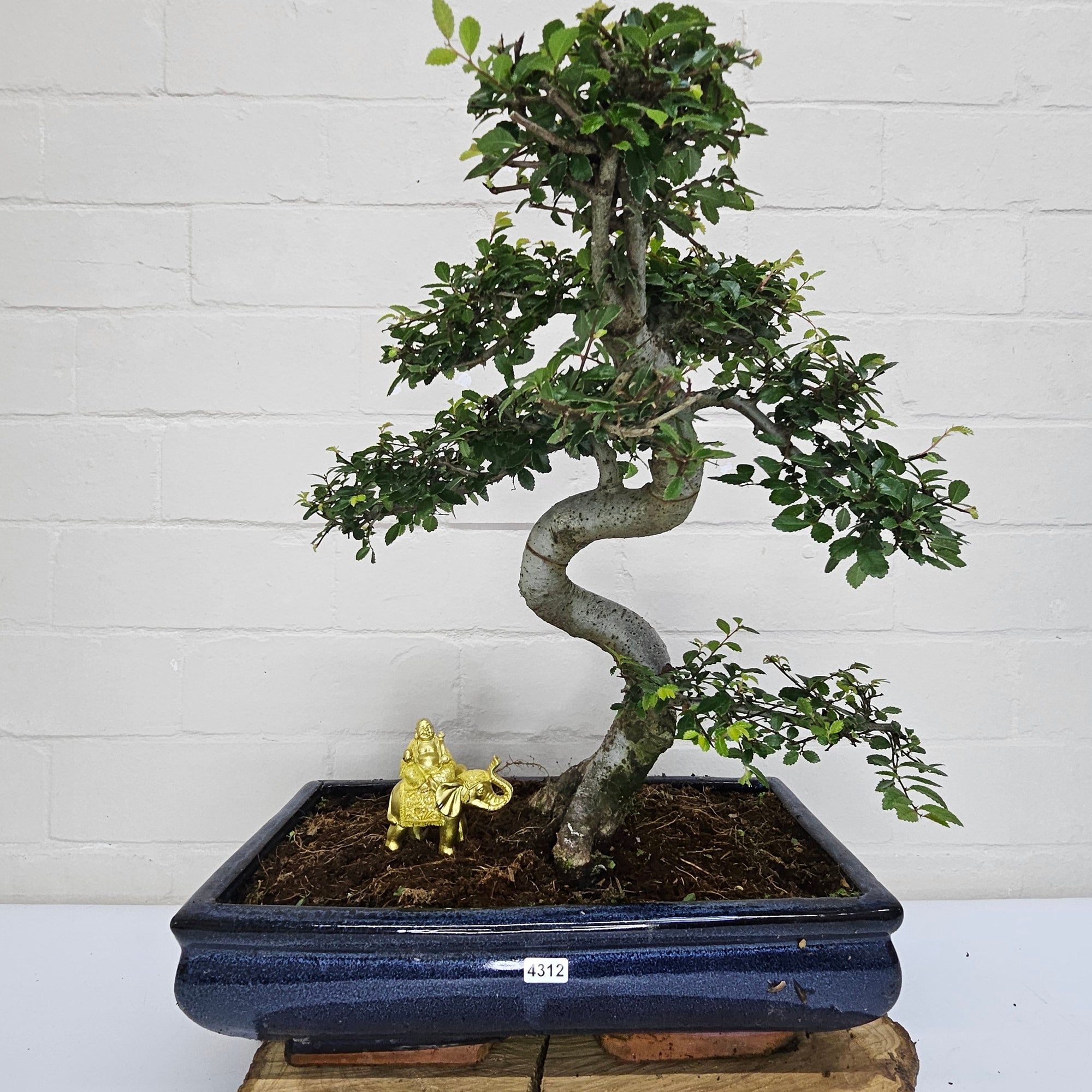 Large Chinese Elm (Ulmus Parvifolia) Bonsai Tree | Shaped | In 35cm Pot  | S251961