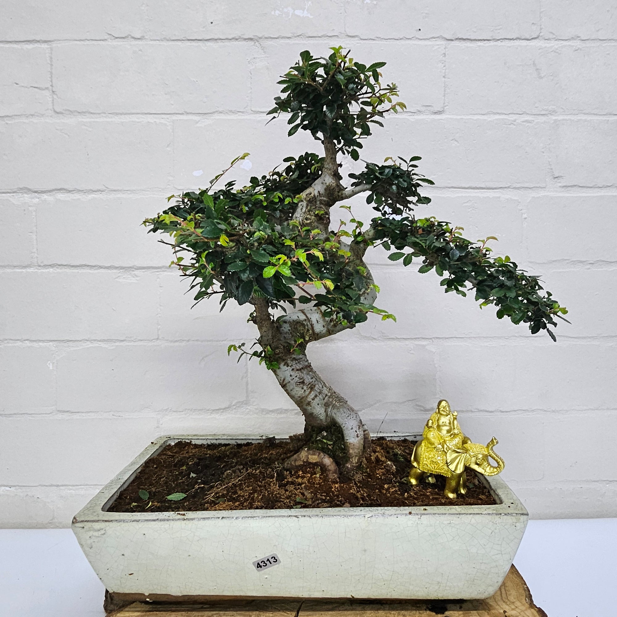 Large Chinese Elm (Ulmus Parvifolia) Bonsai Tree | Shaped | In 35cm Pot  | S251961
