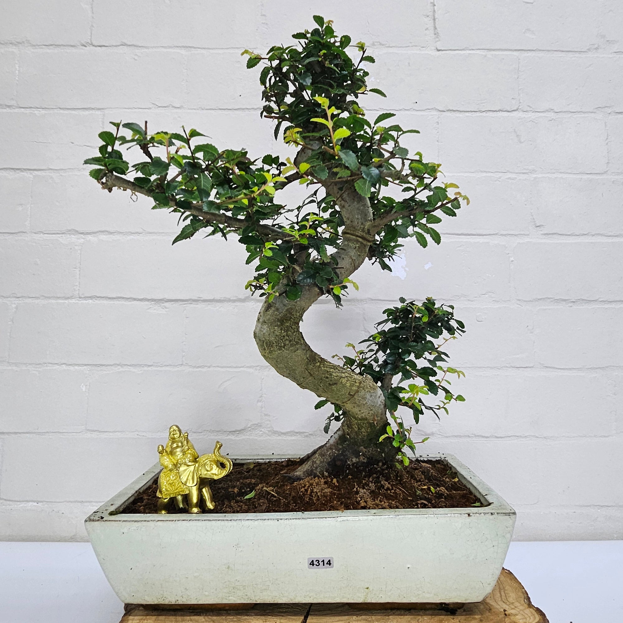Large Chinese Elm (Ulmus Parvifolia) Bonsai Tree | Shaped | In 35cm Pot  | S251961