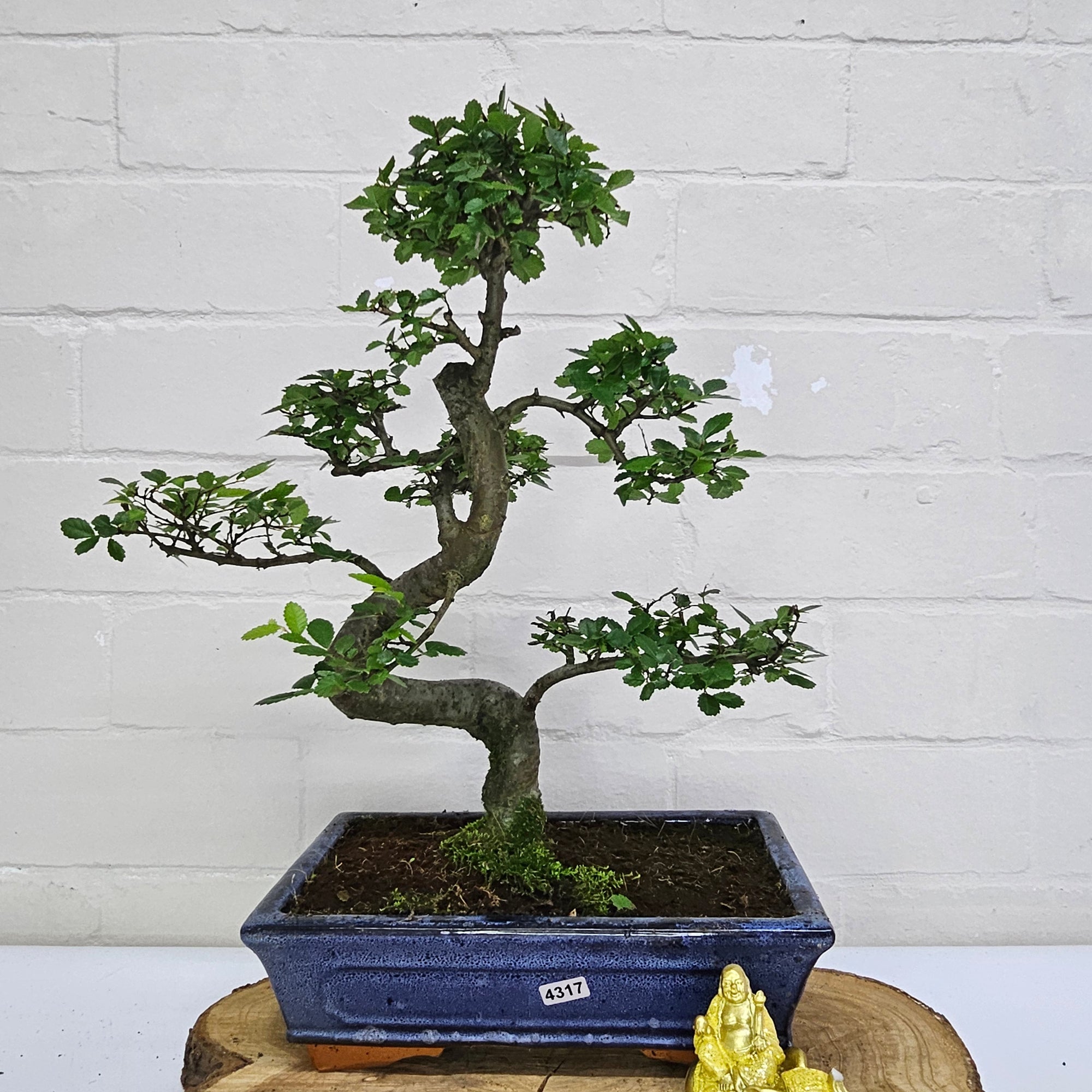 Chinese Elm (Ulmus Parvifolia) Bonsai Tree | Shaped | In 25cm Pot  | S251971