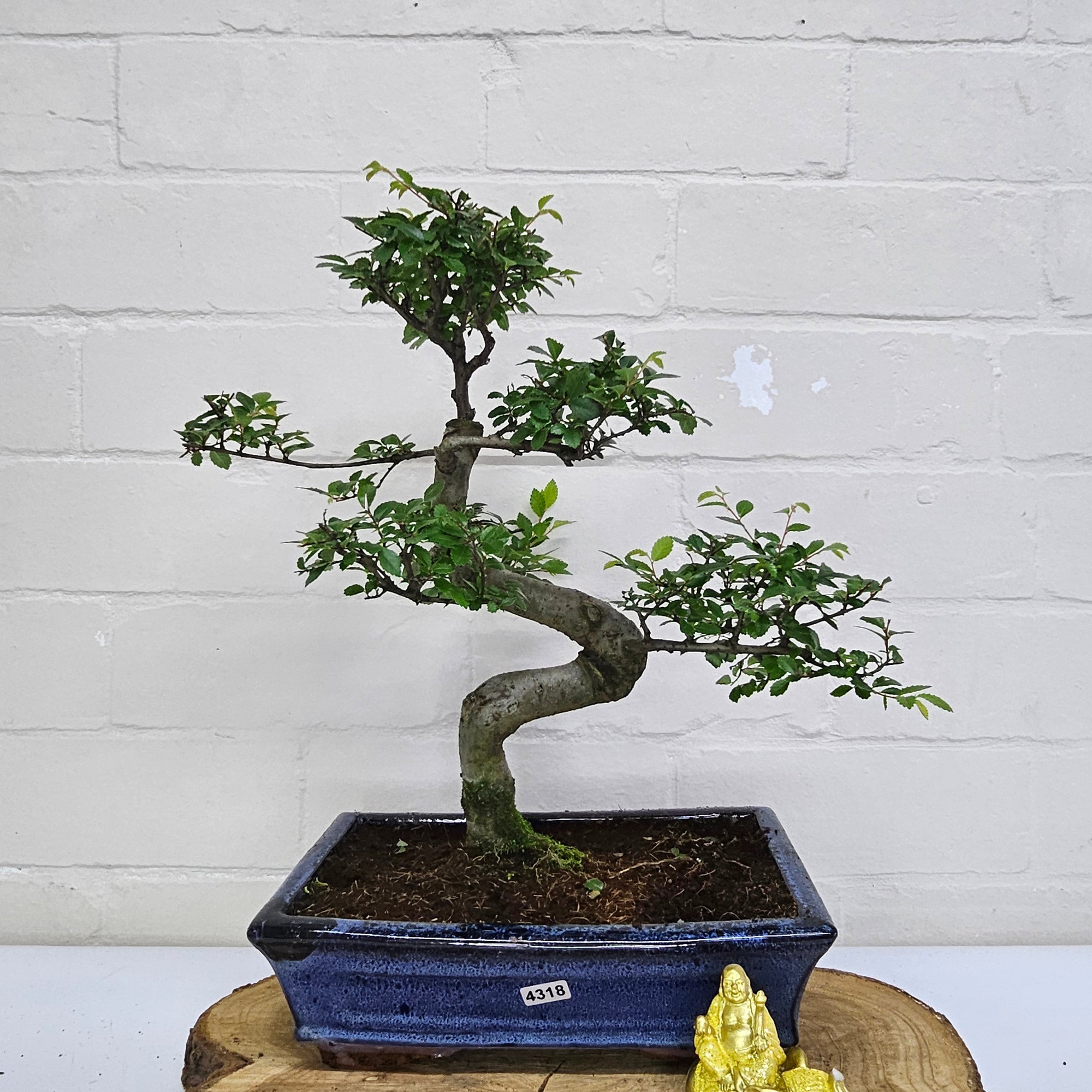 Chinese Elm (Ulmus Parvifolia) Bonsai Tree | Shaped | In 25cm Pot  | S251971