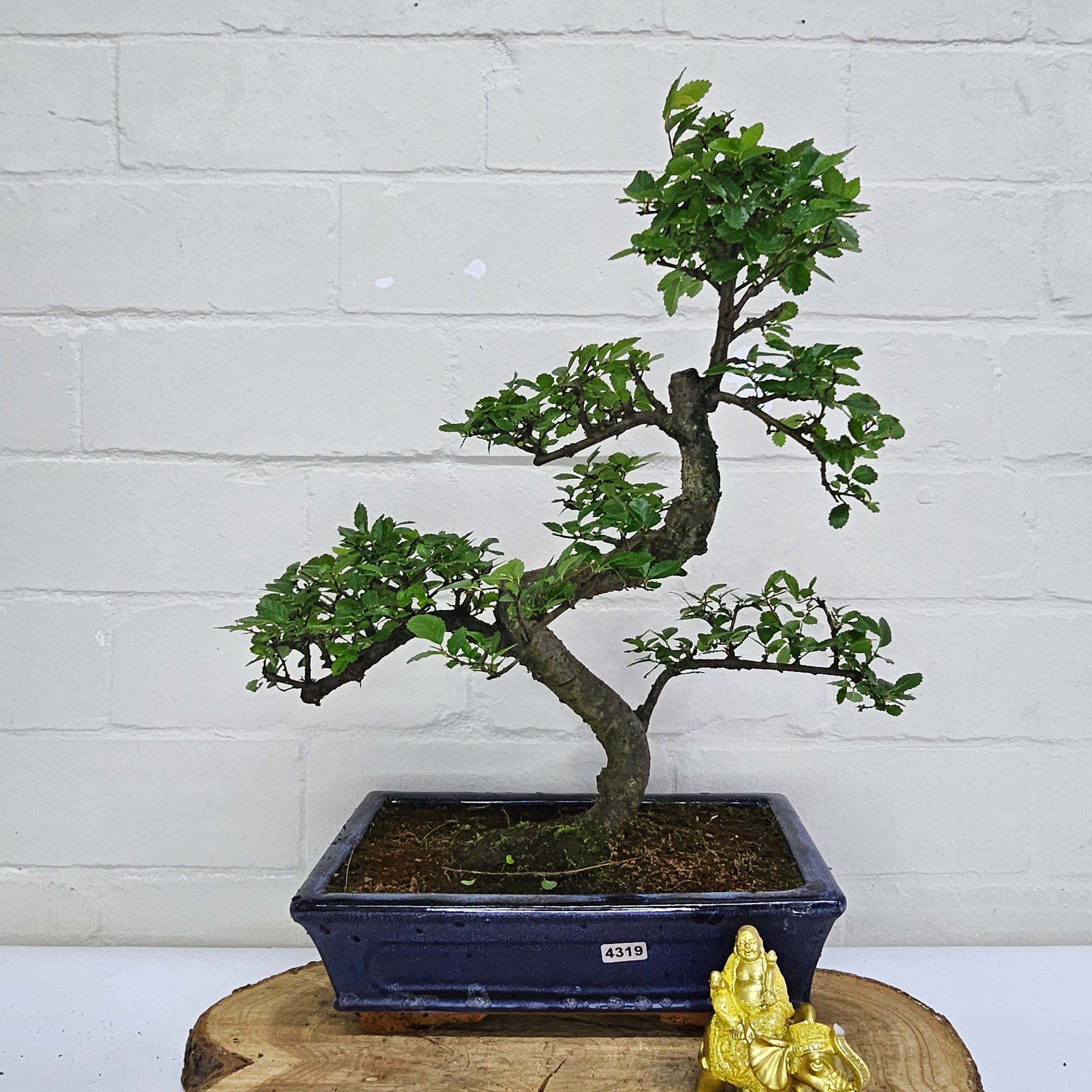 Chinese Elm (Ulmus Parvifolia) Bonsai Tree | Shaped | In 25cm Pot  | S251971