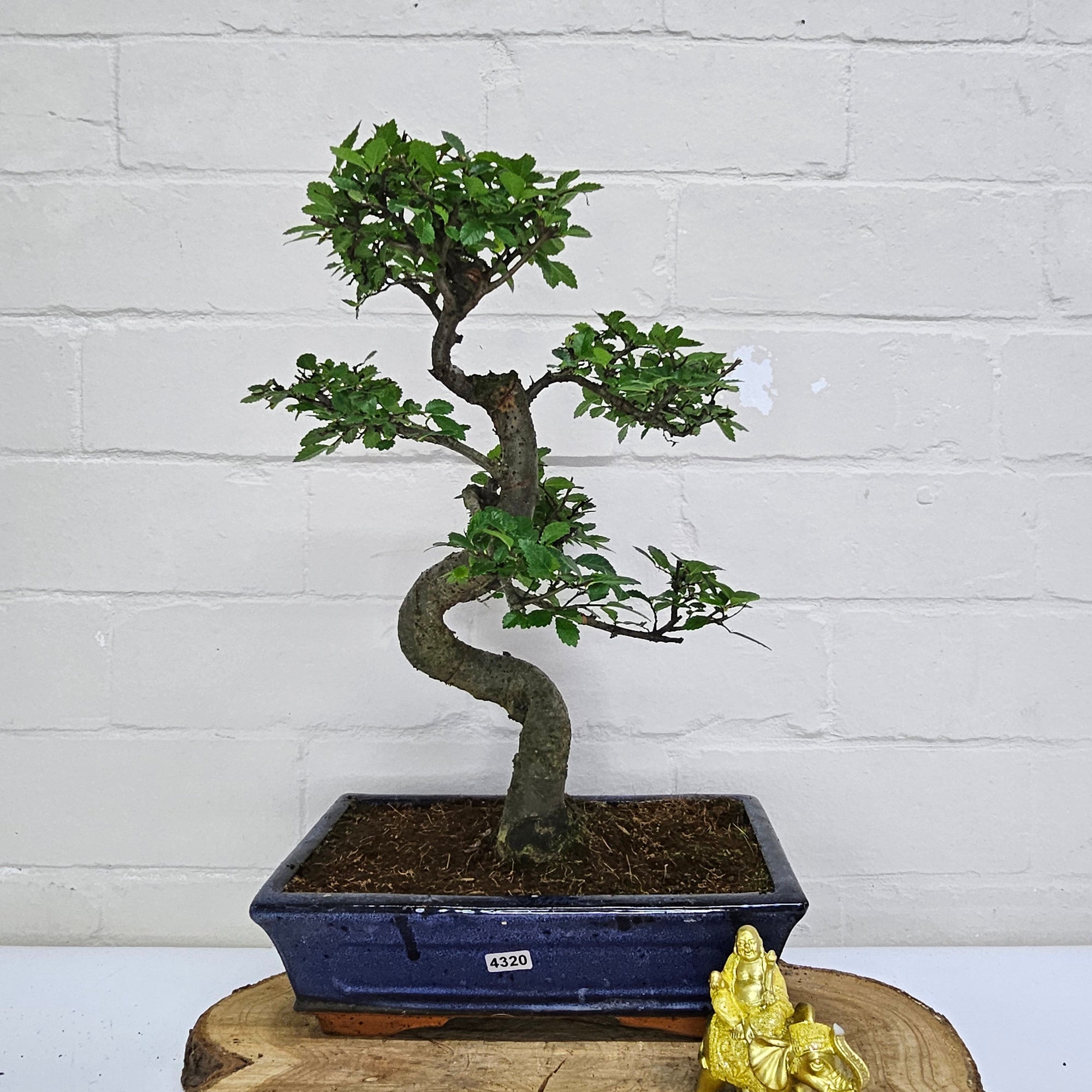 Chinese Elm (Ulmus Parvifolia) Bonsai Tree | Shaped | In 25cm Pot  | S251971