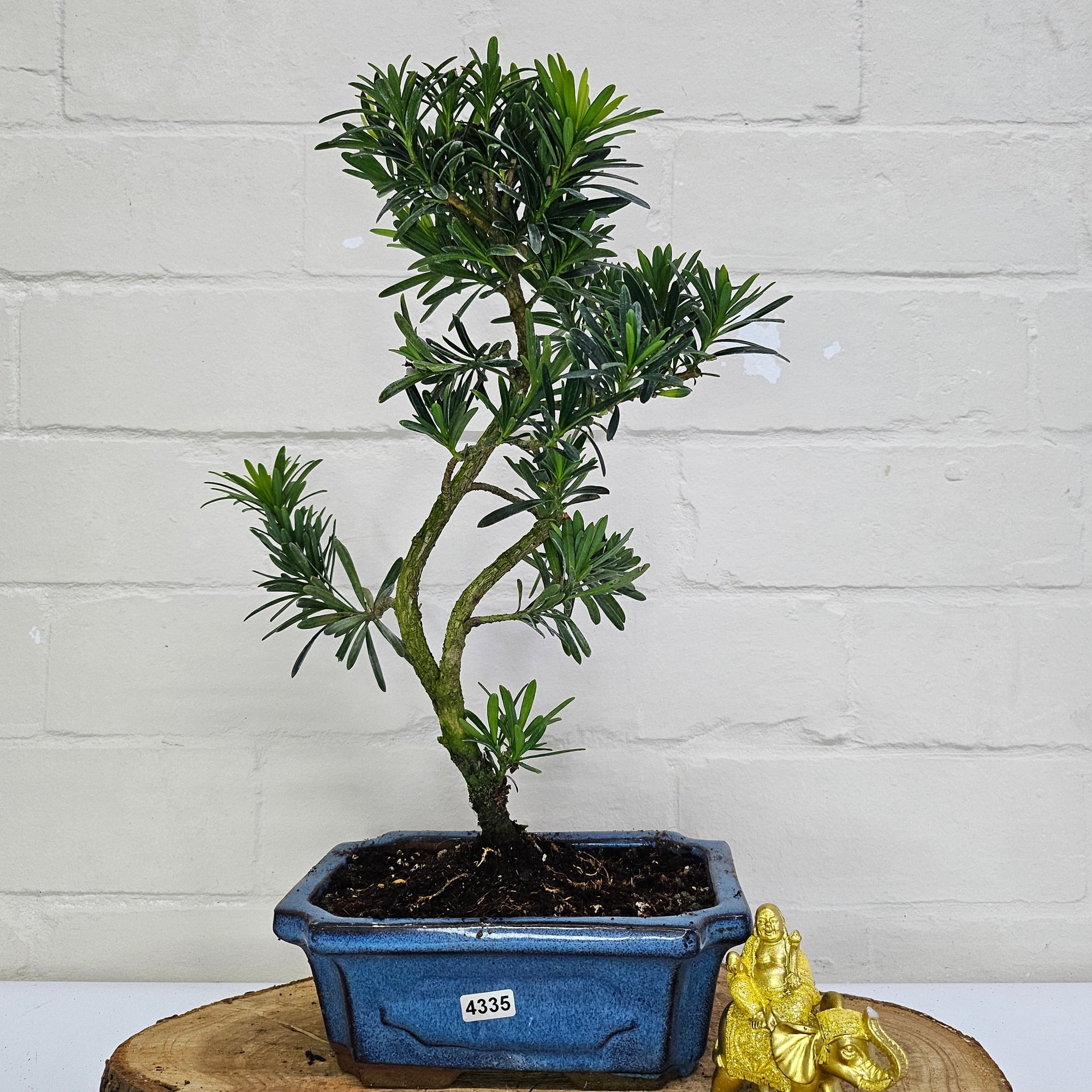 Buddhist Pine (Podocarpus Micro) Bonsai Tree | Shaped | In 20cm Pot  S25883