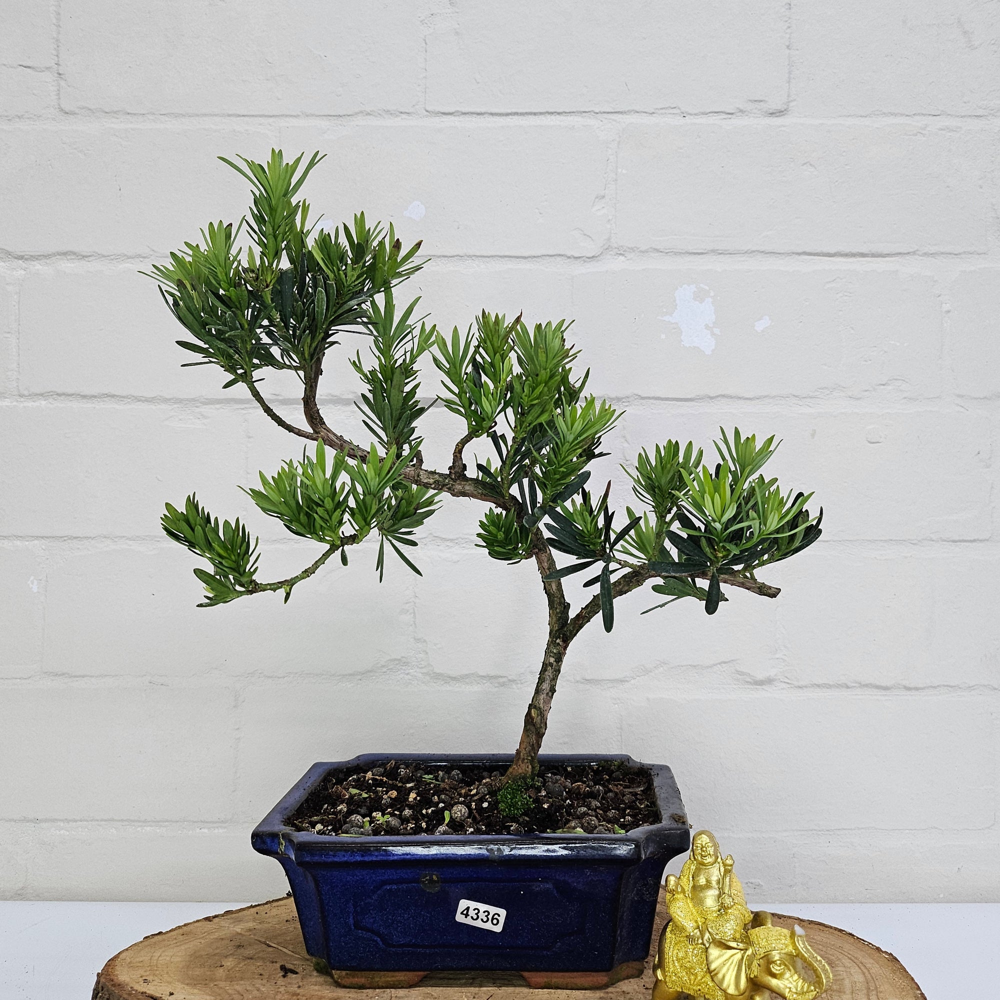 Buddhist Pine (Podocarpus Micro) Bonsai Tree | Shaped | In 20cm Pot  S25883