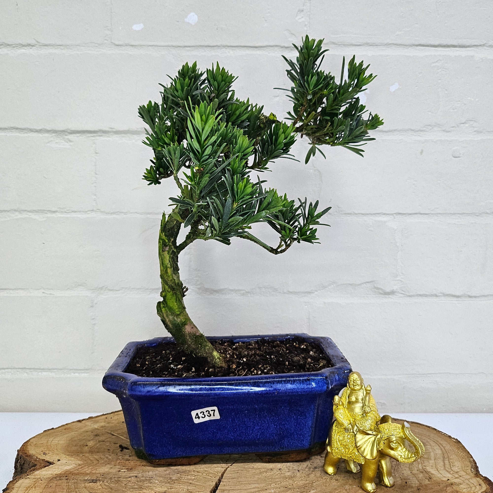 Buddhist Pine (Podocarpus Micro) Bonsai Tree | Shaped | In 20cm Pot  S25883