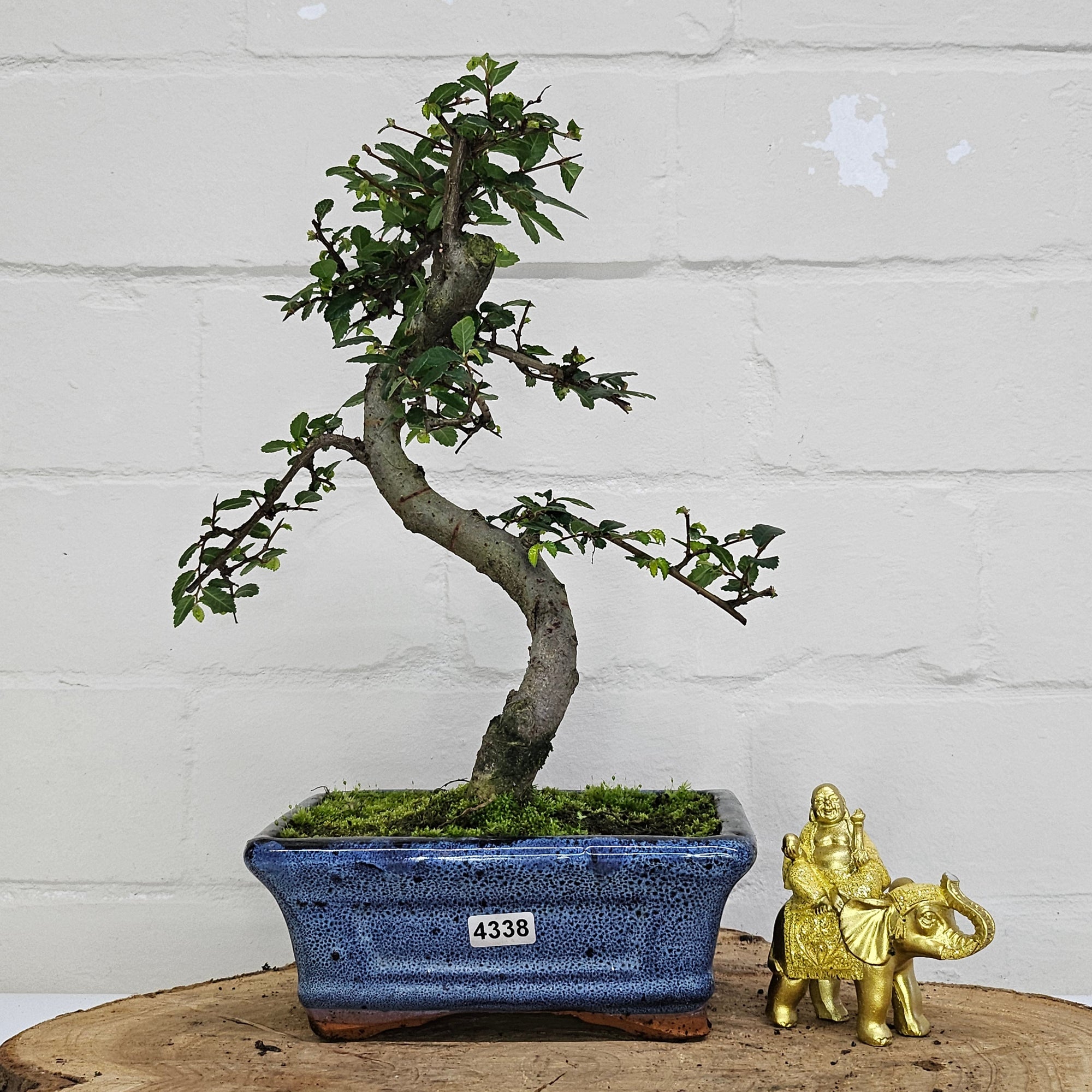 Chinese Elm (Ulmus Parvifolia) Bonsai Tree | Shaped | In 15cm Pot  | S251975
