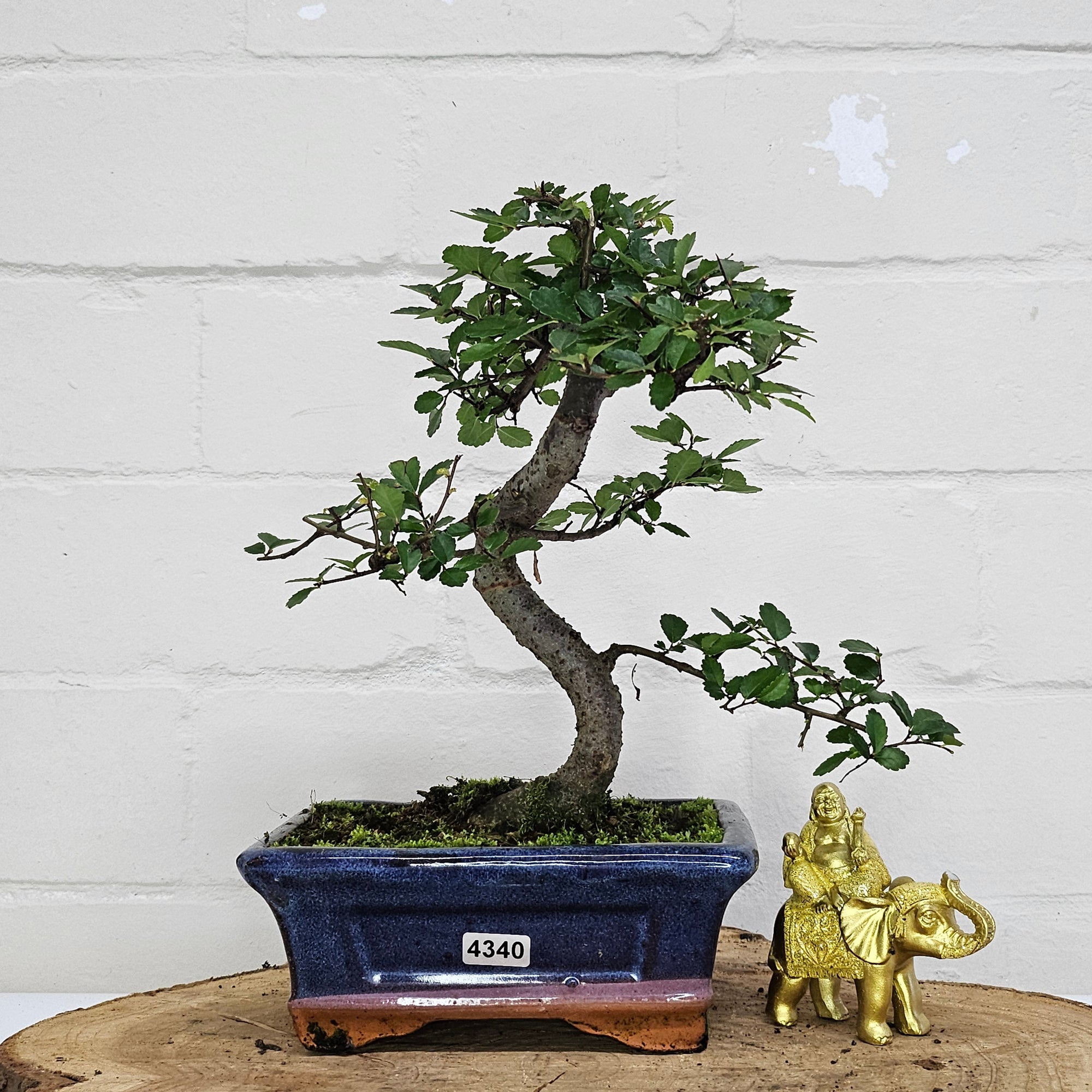 Chinese Elm (Ulmus Parvifolia) Bonsai Tree | Shaped | In 15cm Pot  | S251975