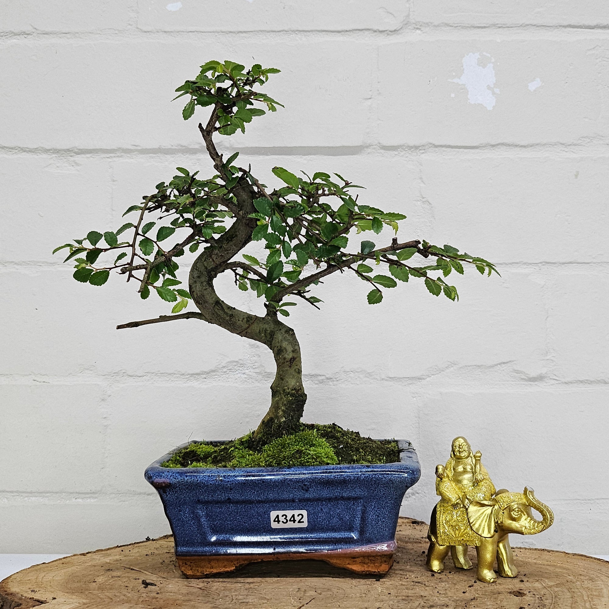 Chinese Elm (Ulmus Parvifolia) Bonsai Tree | Shaped | In 15cm Pot  | S251975
