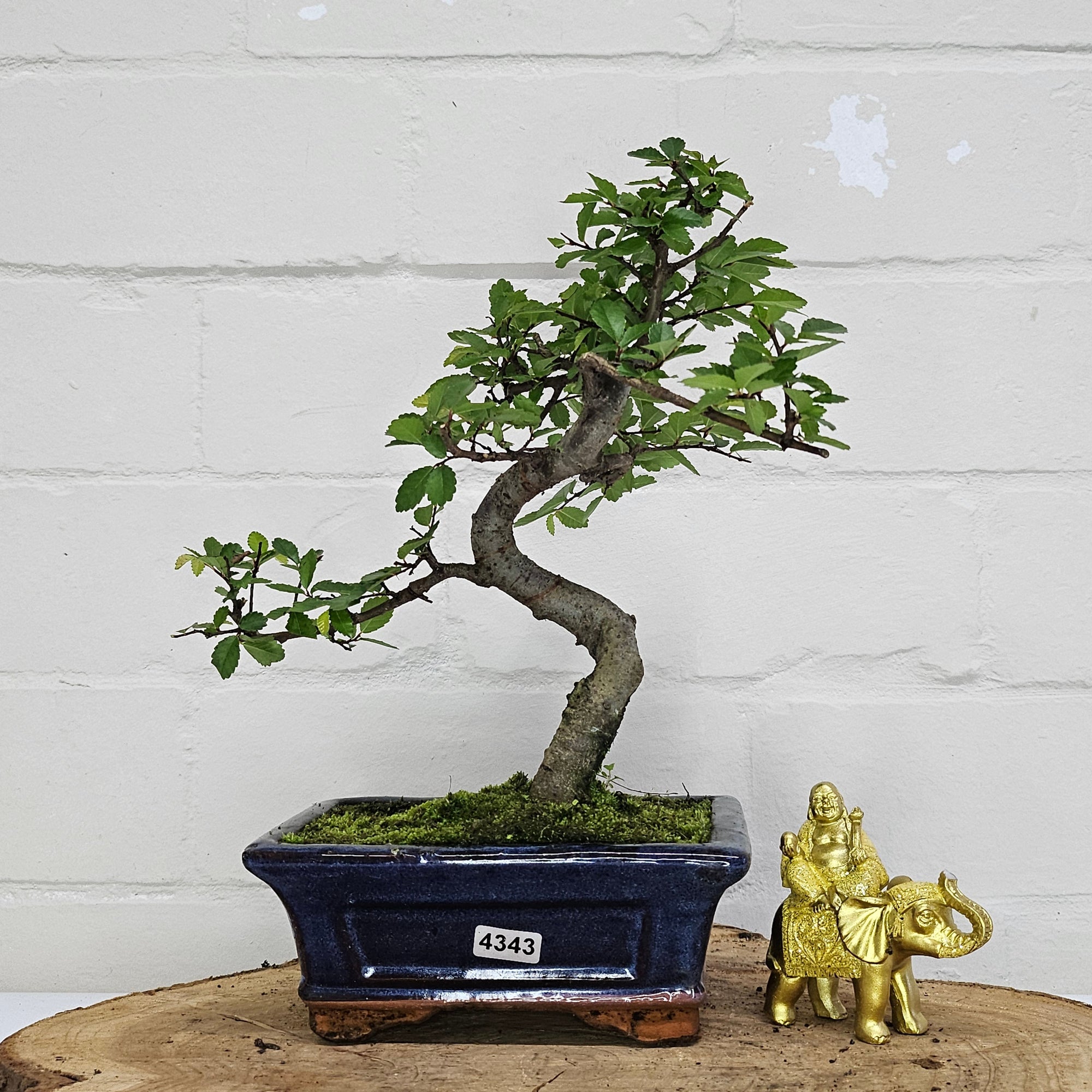 Chinese Elm (Ulmus Parvifolia) Bonsai Tree | Shaped | In 15cm Pot  | S251975