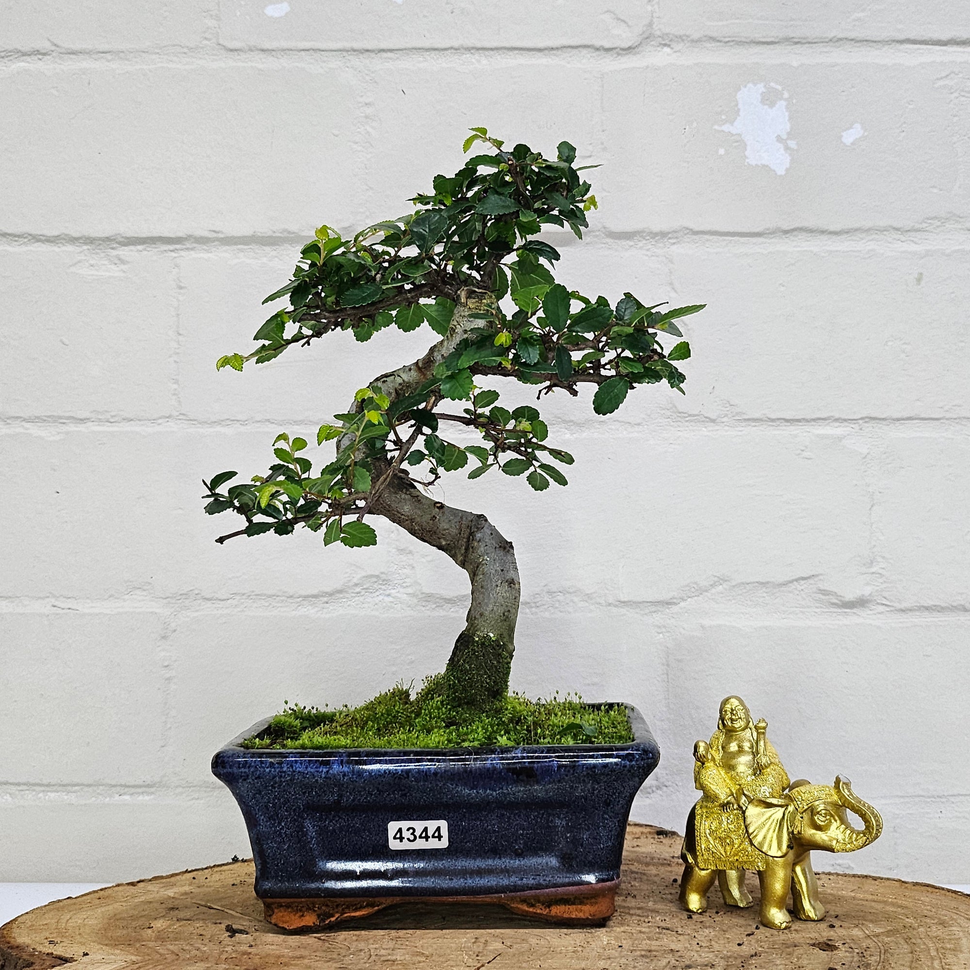 Chinese Elm (Ulmus Parvifolia) Bonsai Tree | Shaped | In 15cm Pot  | S251975