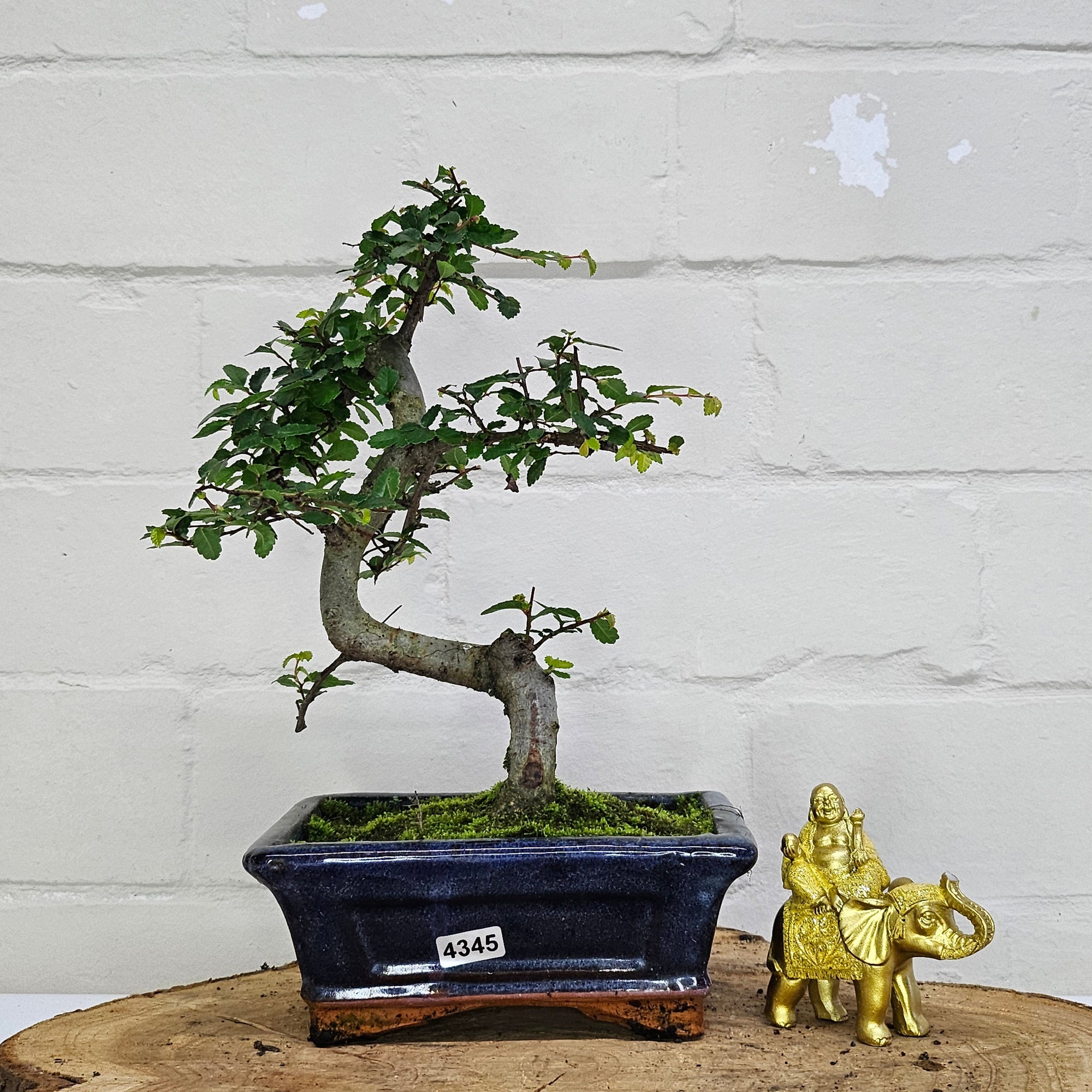 Chinese Elm (Ulmus Parvifolia) Bonsai Tree | Shaped | In 15cm Pot  | S251975
