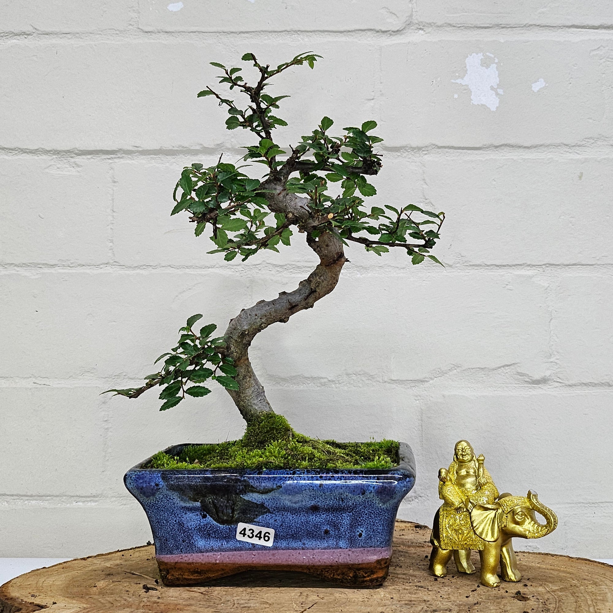 Chinese Elm (Ulmus Parvifolia) Bonsai Tree | Shaped | In 15cm Pot  | S251975