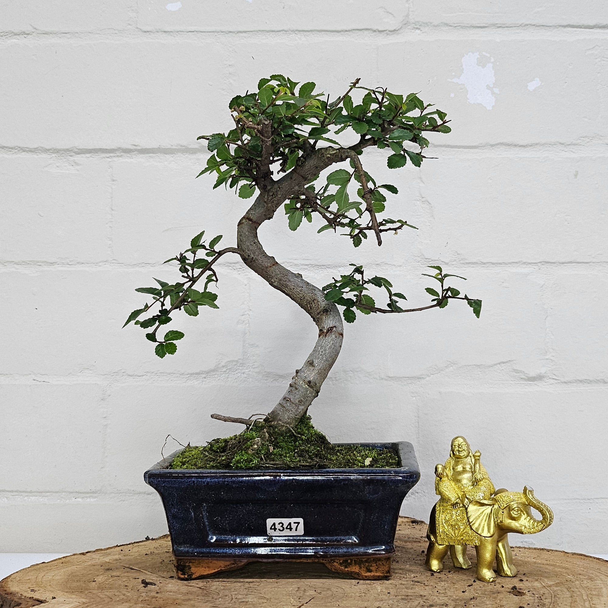 Chinese Elm (Ulmus Parvifolia) Bonsai Tree | Shaped | In 15cm Pot  | S251975