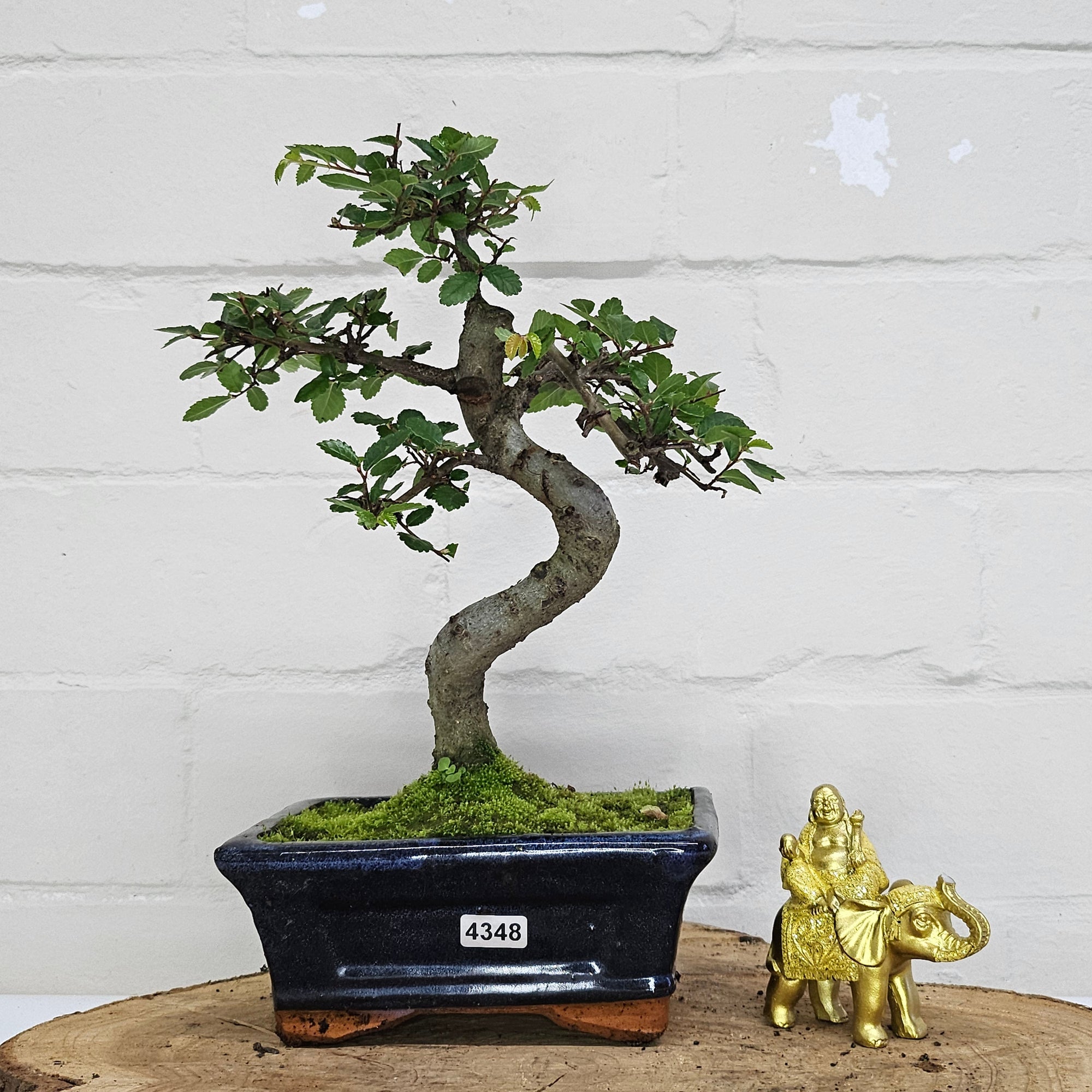 Chinese Elm (Ulmus Parvifolia) Bonsai Tree | Shaped | In 15cm Pot  | S251975